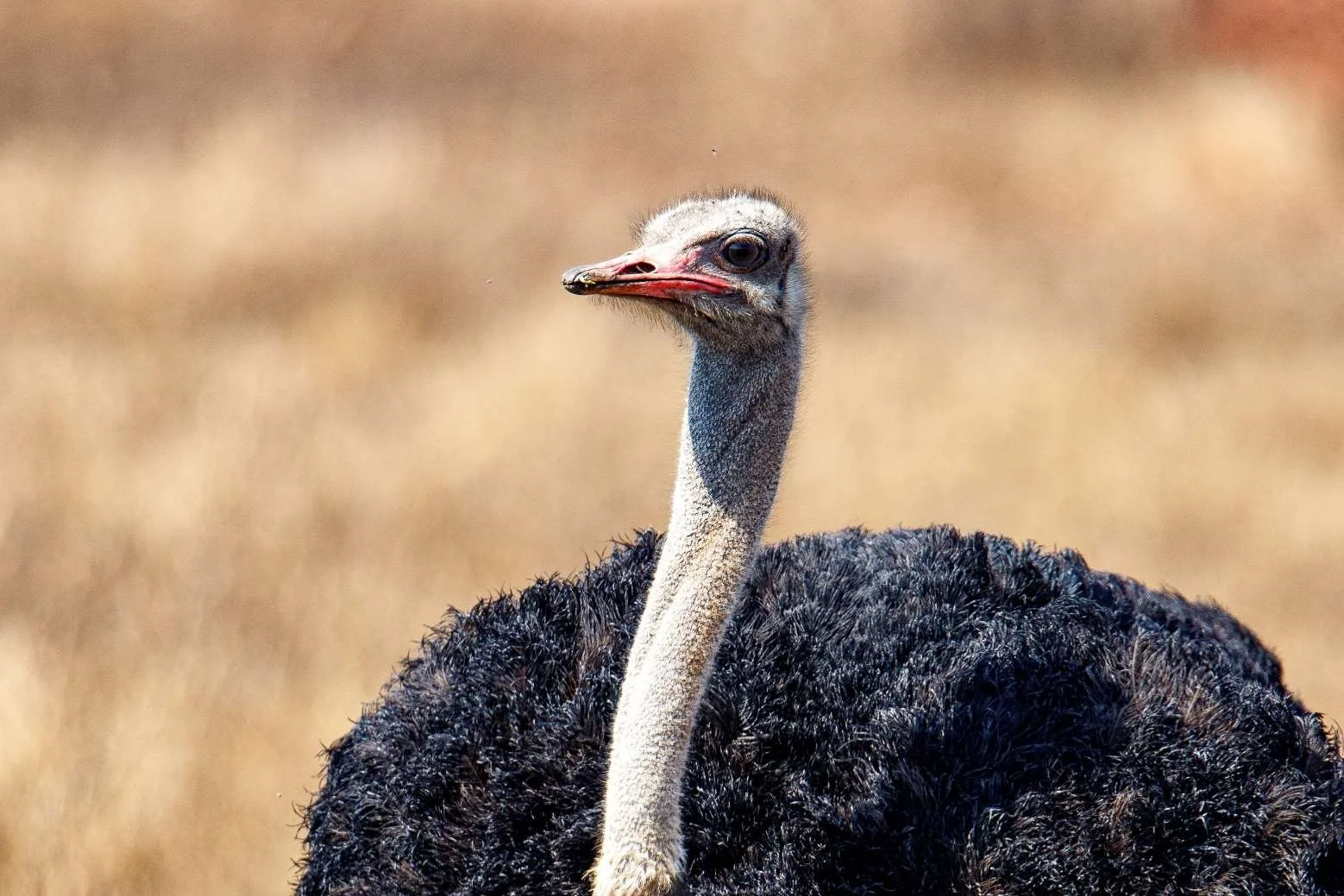 Lichtbildervortrag Fotosafari Limpopo Nationalpark
