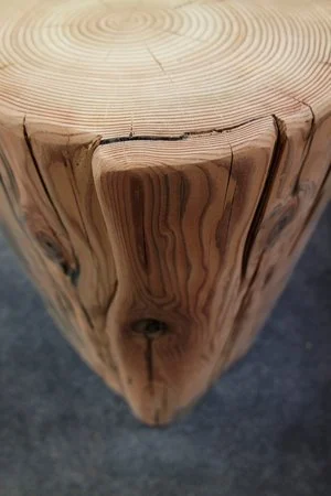 Section transversale d'un tronc d'arbre coupé, montrant des anneaux de croissance et la texture du bois.