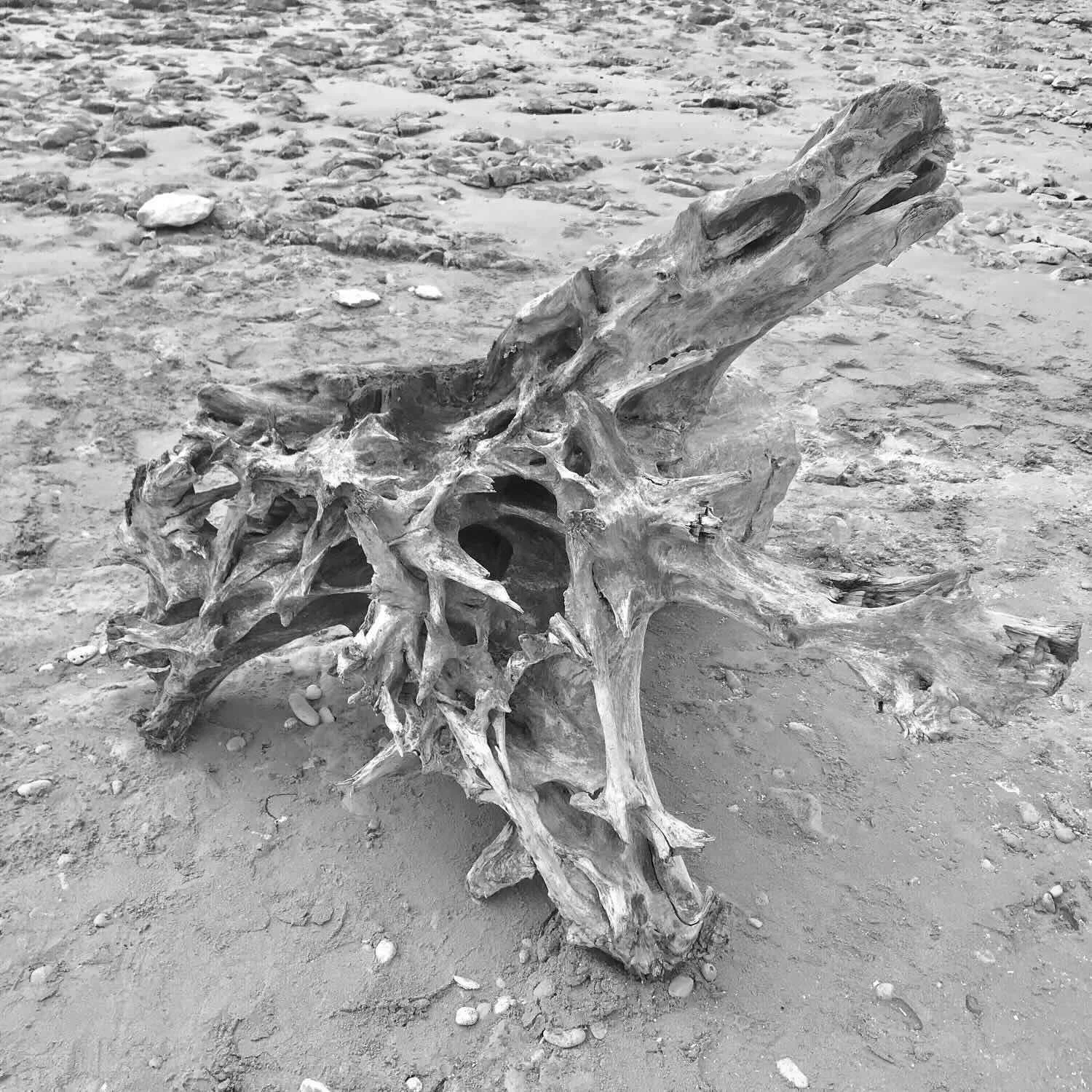 A large piece of driftwood on a beach