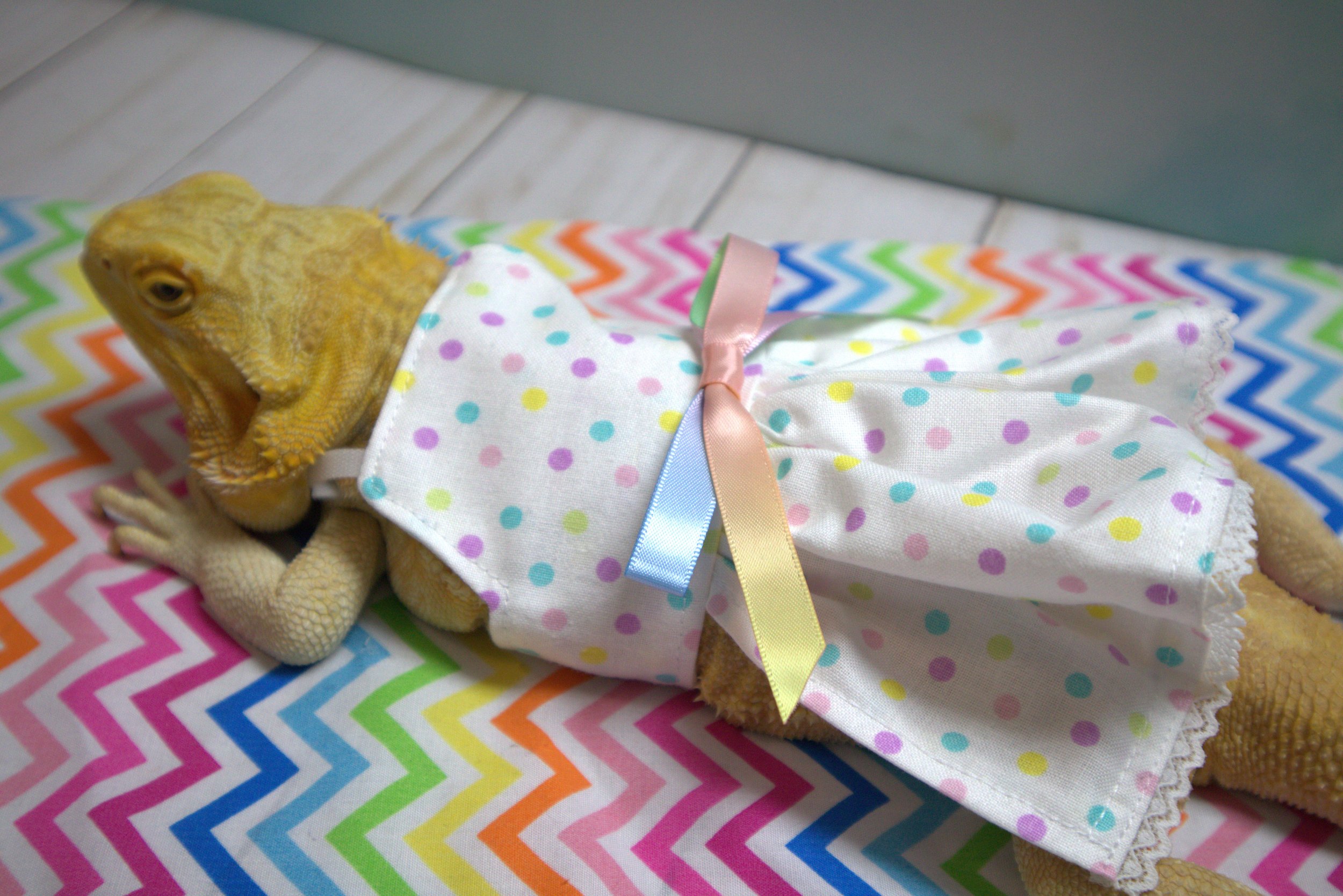 Pastel Dotted Dress with Rainbow Bow