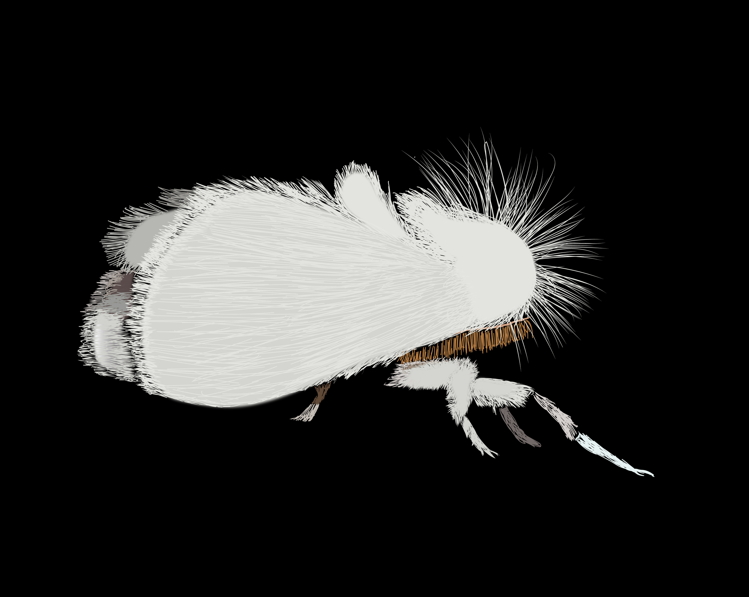 White Fuzzy Moth.png