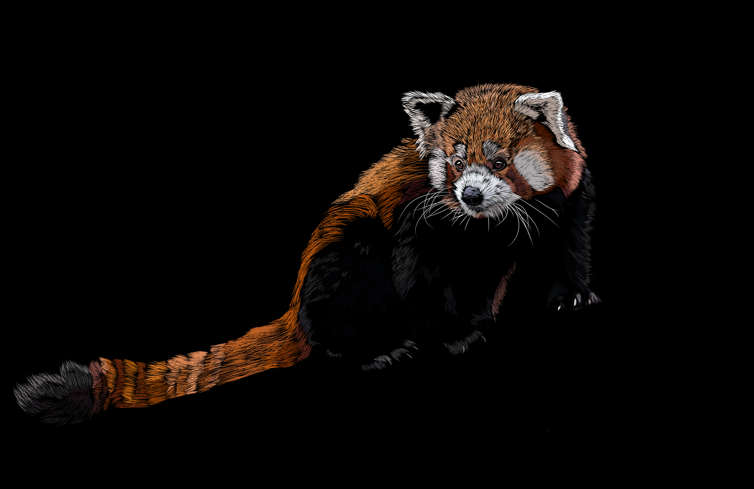 Red Panda.png