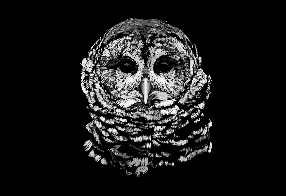 Barred Owl resized.png