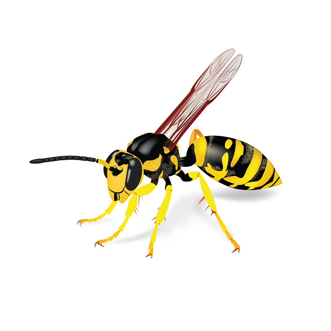 Yellow Jacket-01-01.png