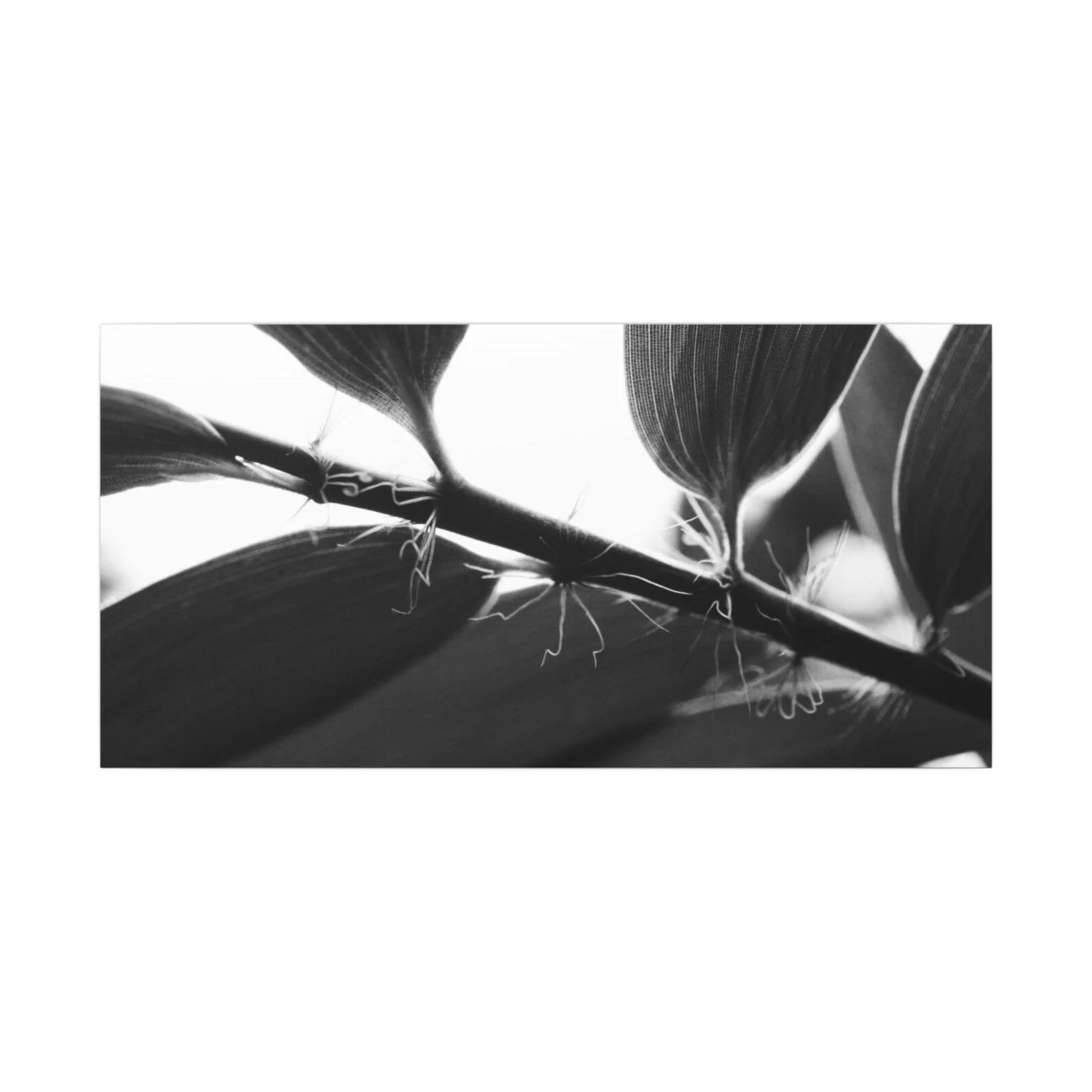 Wide_Crop