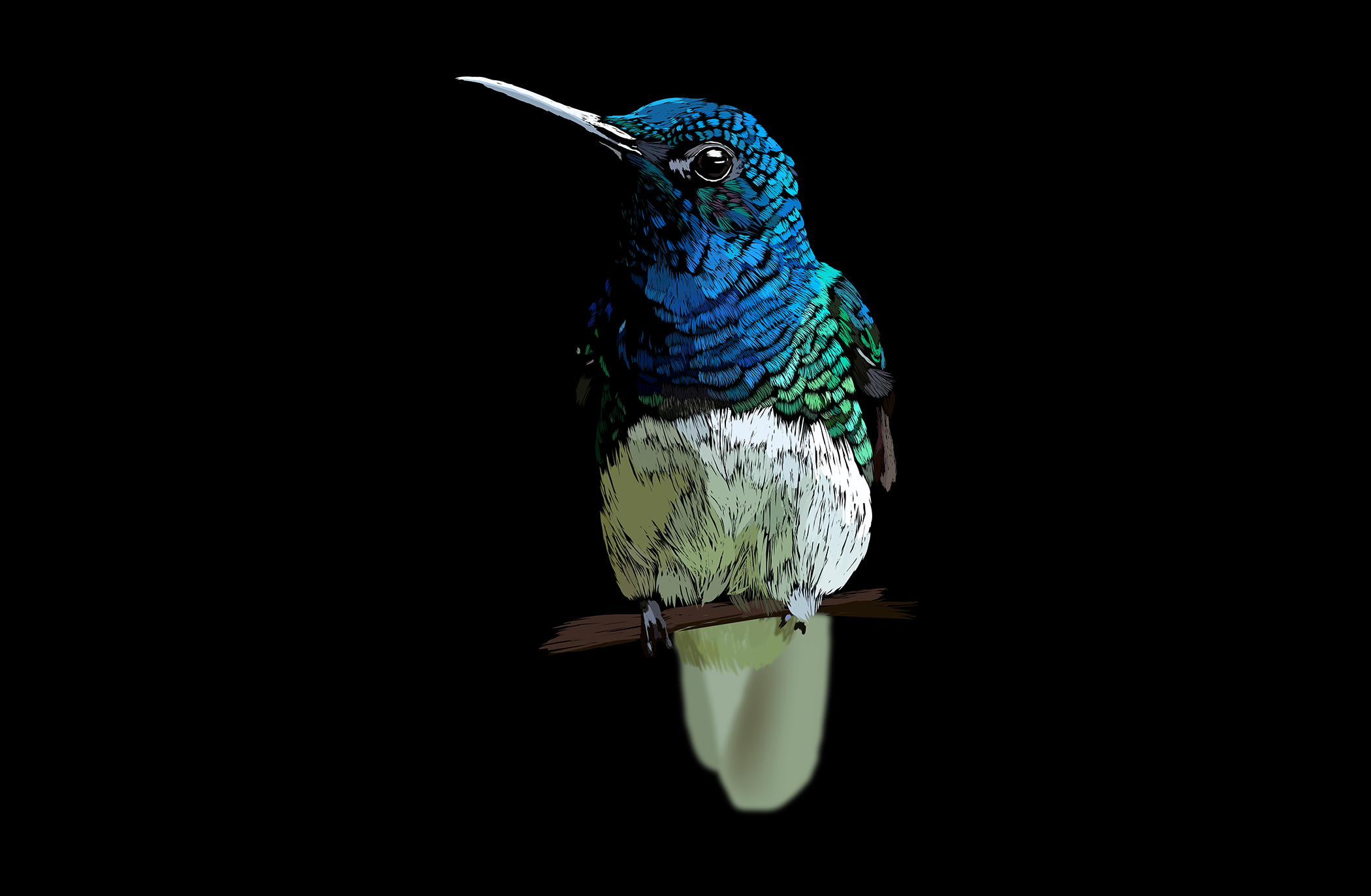 Hummingbird resized.png