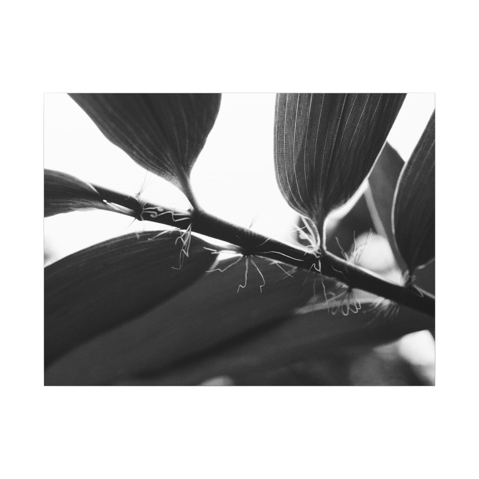 Bamboo_Macro