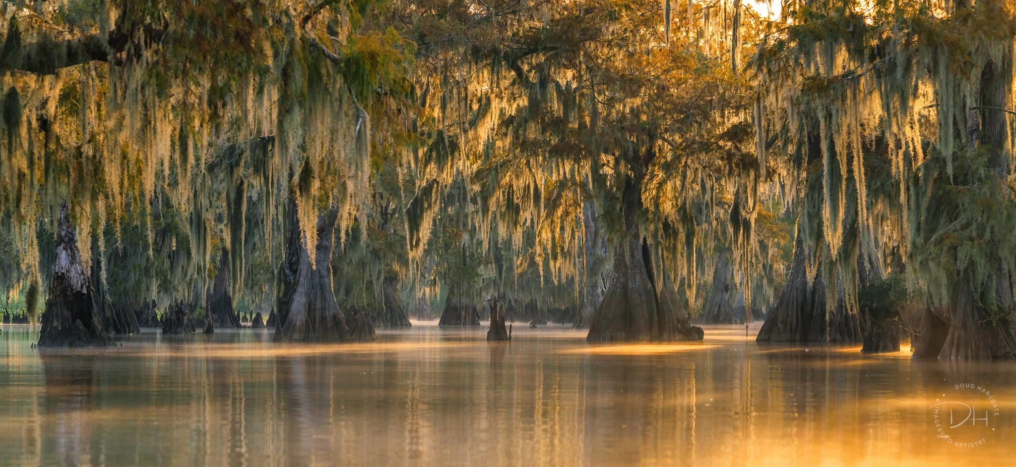A stand of cypress at the edge of a lake bathed in the morning glow of golden hour