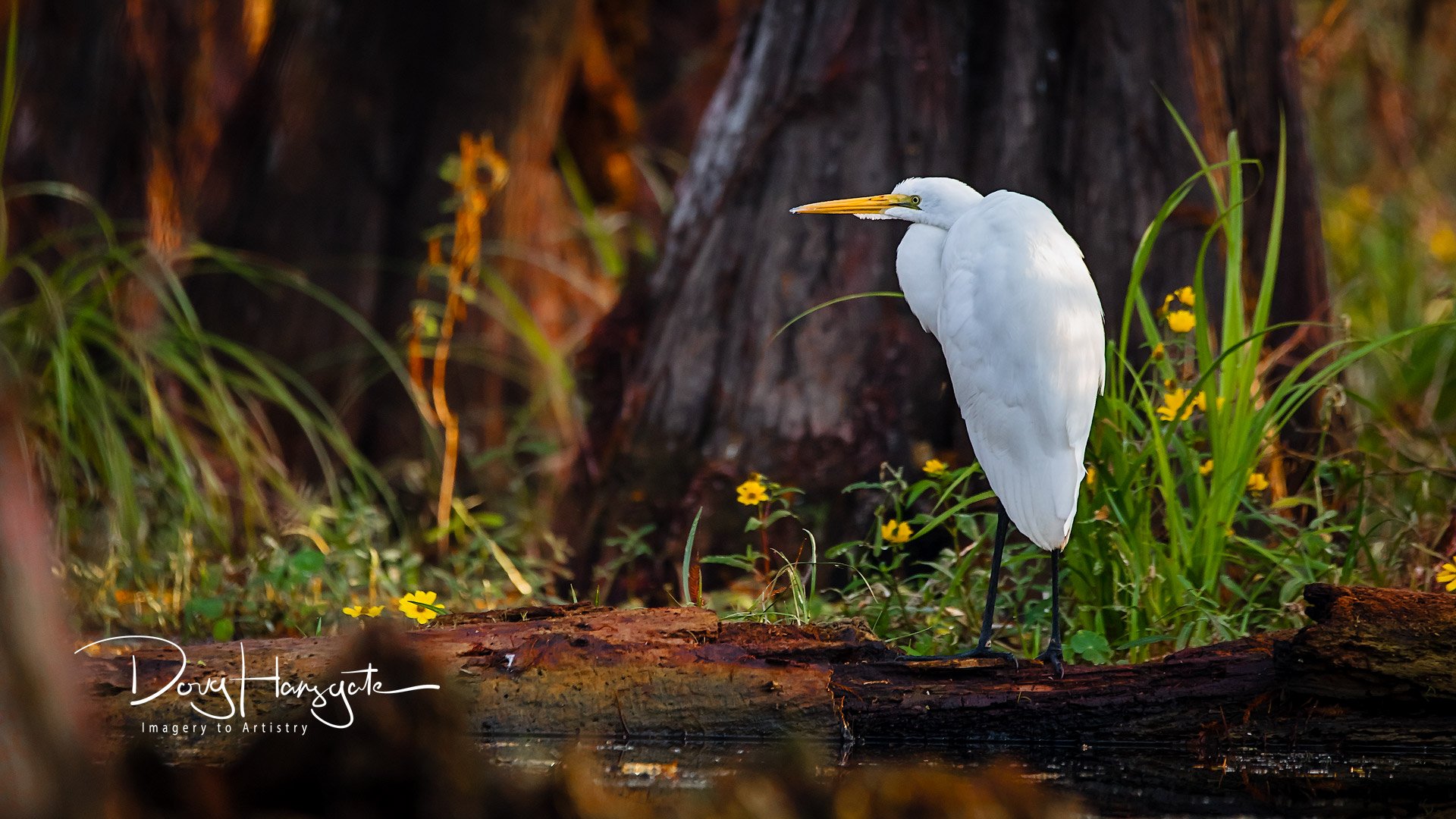 Great in Egret near full frame in a cypress swamp standing near marsh marigolds