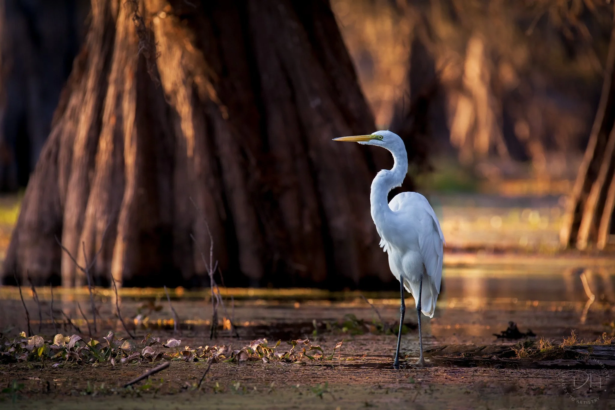 A great egret standing in the golden glow of the morning light while in a cypress stand in the swamp