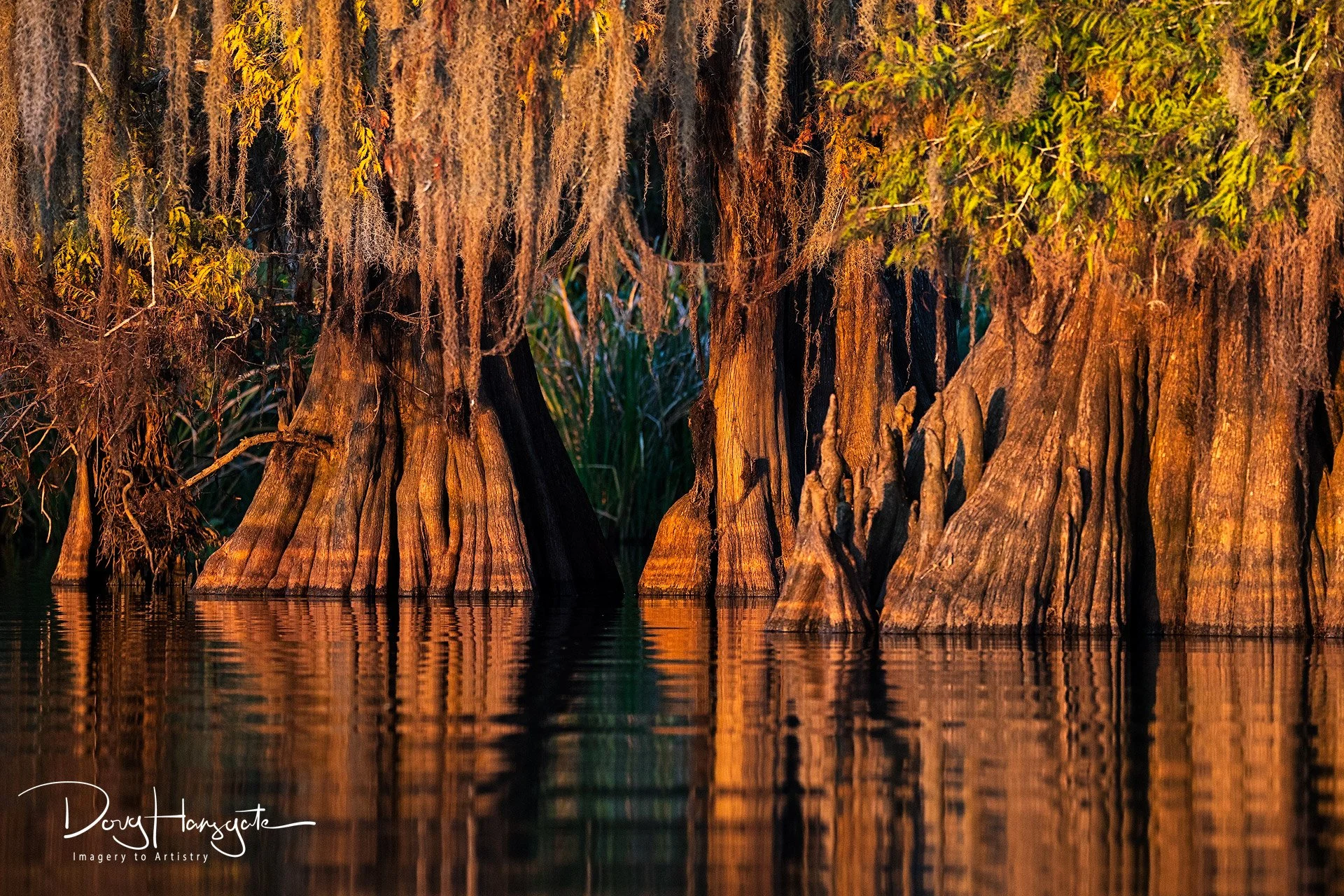 The golden glow of morning light on a mature 1000-year-old cypress stand of trees in the water