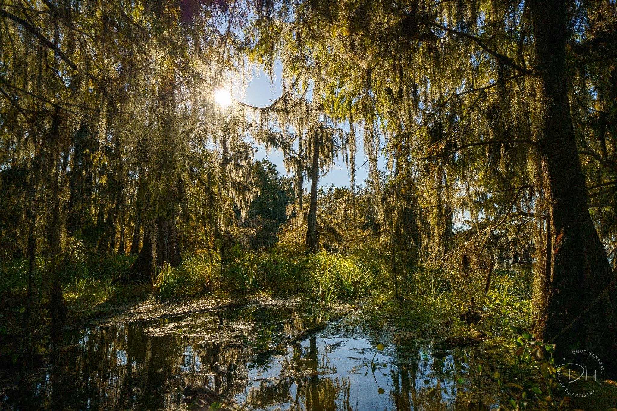 Deep in the swamp of greenery and trees, the sun is seen trying to push light into the water in the foreground