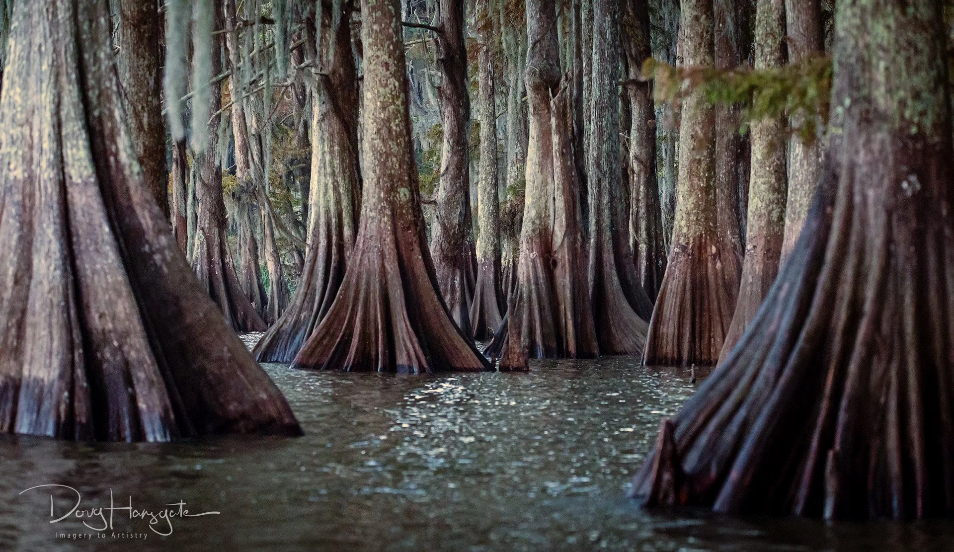 Mid-age cypress stand approximately 120 years old