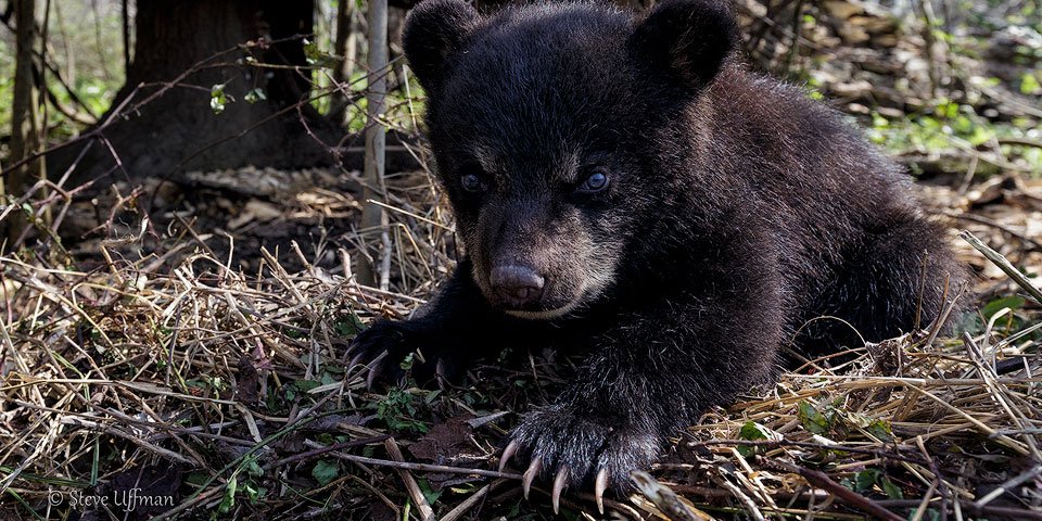 20160315-_G7Q9715Pointe-Coupee-black-bear-den-shoot-Edit-copy.jpg