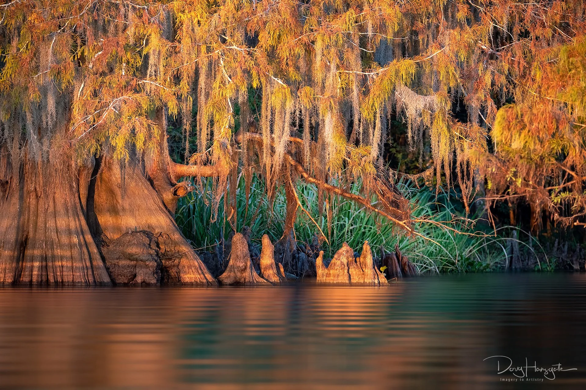 Large cypress tree in early morning golden glow