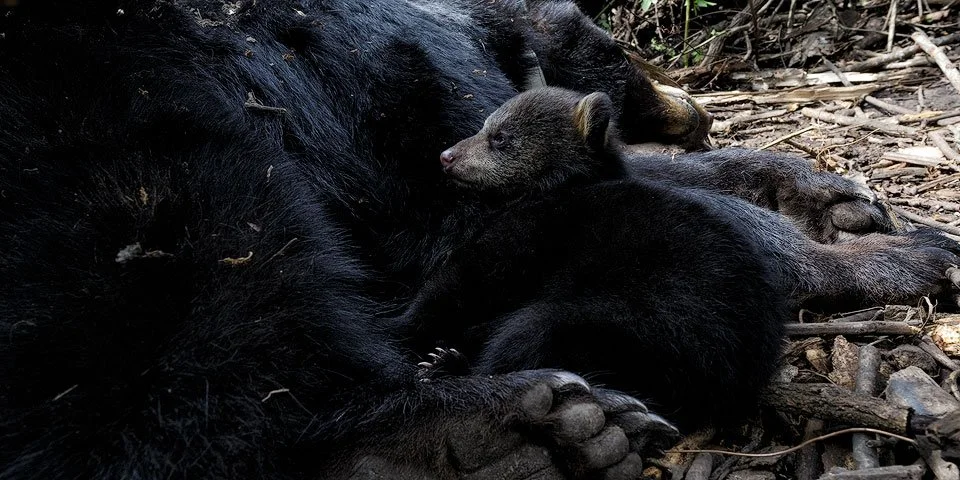 20160315-_G7Q9636Pointe-Coupee-black-bear-den-shoot-Edit-copy.jpg