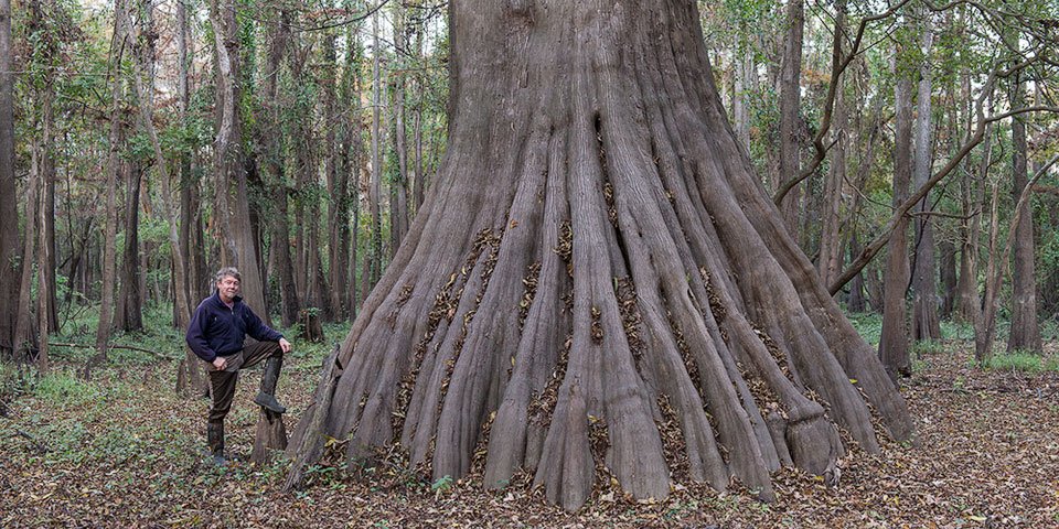 cc_lockwwod_cypress_tree.jpg