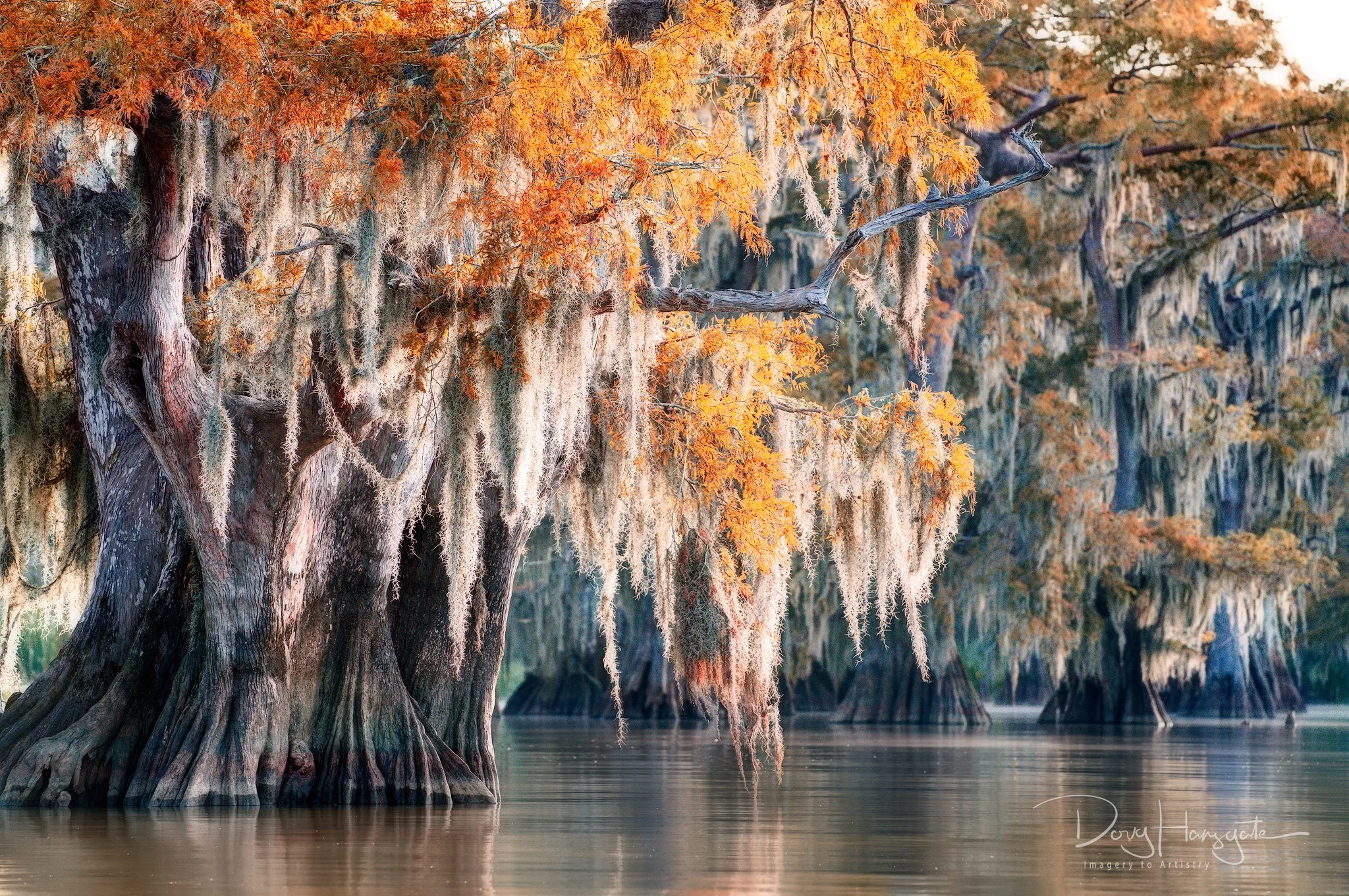 Orange and red leaves of a cypress. tree reflected on the water of a lake with more cypress trees in the background