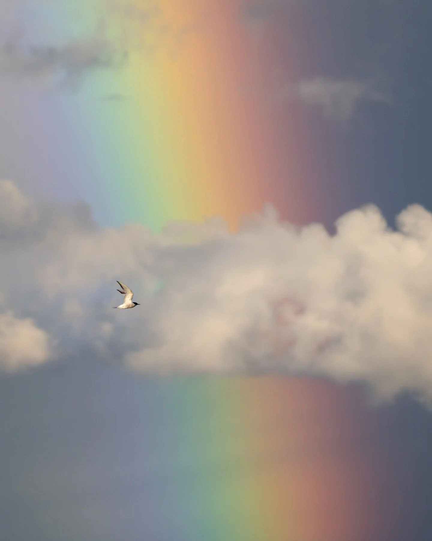 Tried to catch terns and egrets flying across a rainbow.
What do you think of the shots?
#StAidans #BirdPhotography #RainbowLight #NaturePhotography #YorkshireWildlife #MinimalComposition