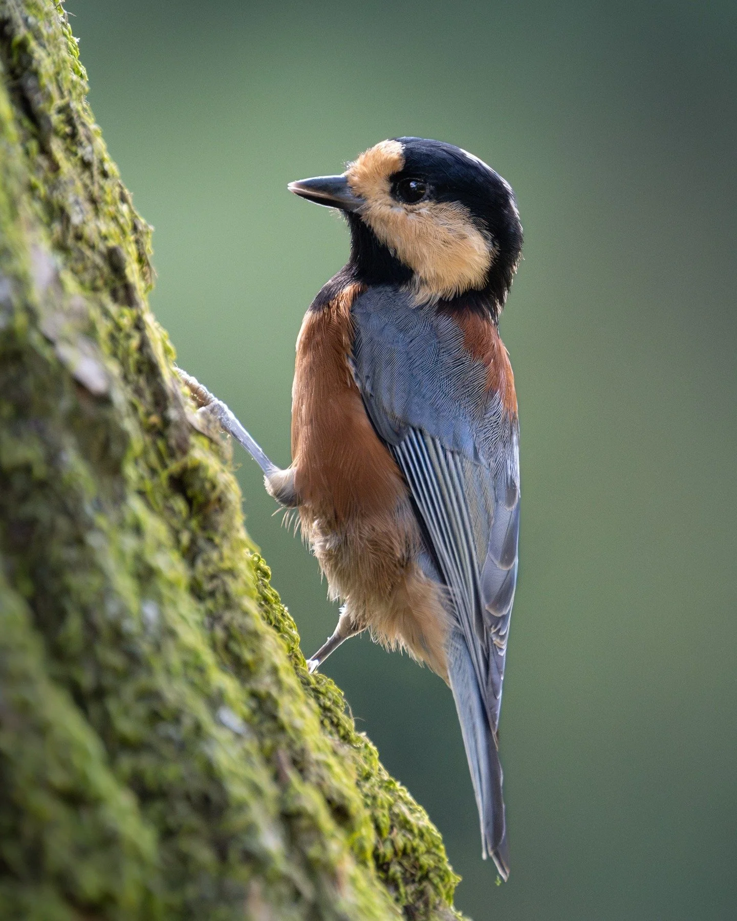 A few weeks in South Korea 🇰🇷 added new birds to my life list.
Travel feels even more rewarding when each country brings new discoveries. Not just of places, but of the wildlife that makes every region unique.
#BirdPhotography #Seoul #SouthKoreaBi