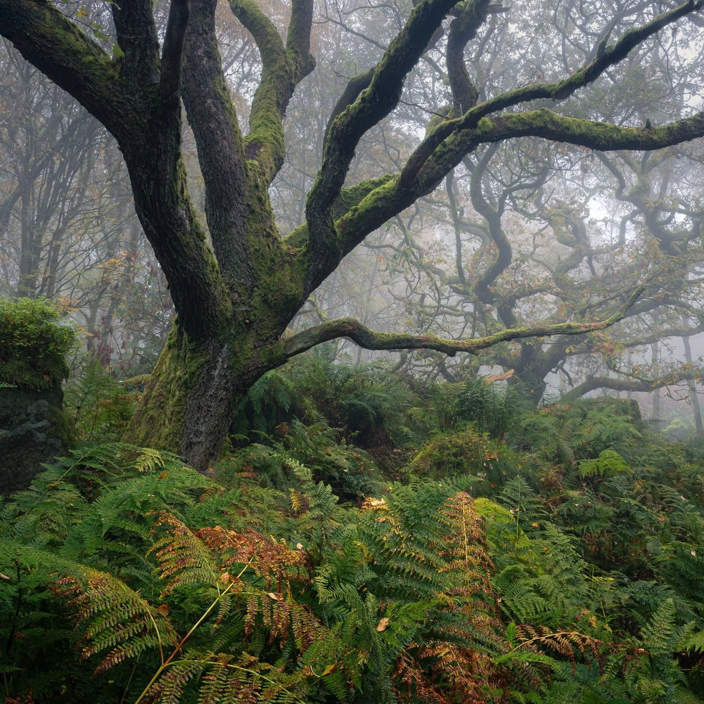 There’s something special for me about photographing woodland — the soft light, the textures, smells and sounds that change with every step. I spent many hours here chasing light through the trees.
#WoodlandPhotography #LandscapePhotogra