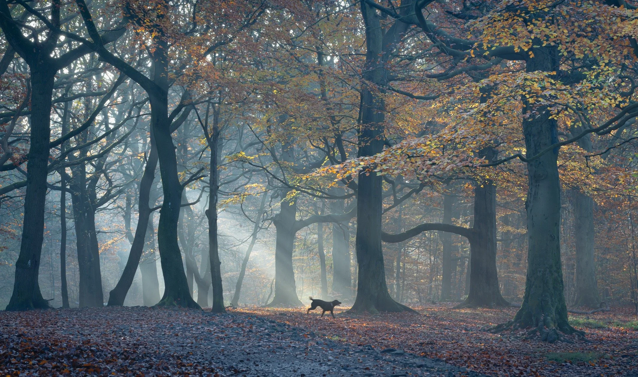 Morning light in Judy Woods
Soft rays filtering through autumn colours... Love it!

#excellent_britain #Your_Yorkshire #YourYorkshire #splendid_trees #hugs_for_trees #fortheloveofbranches #total_trees #nature_worldwide_trees #splendid_woodlands #fing