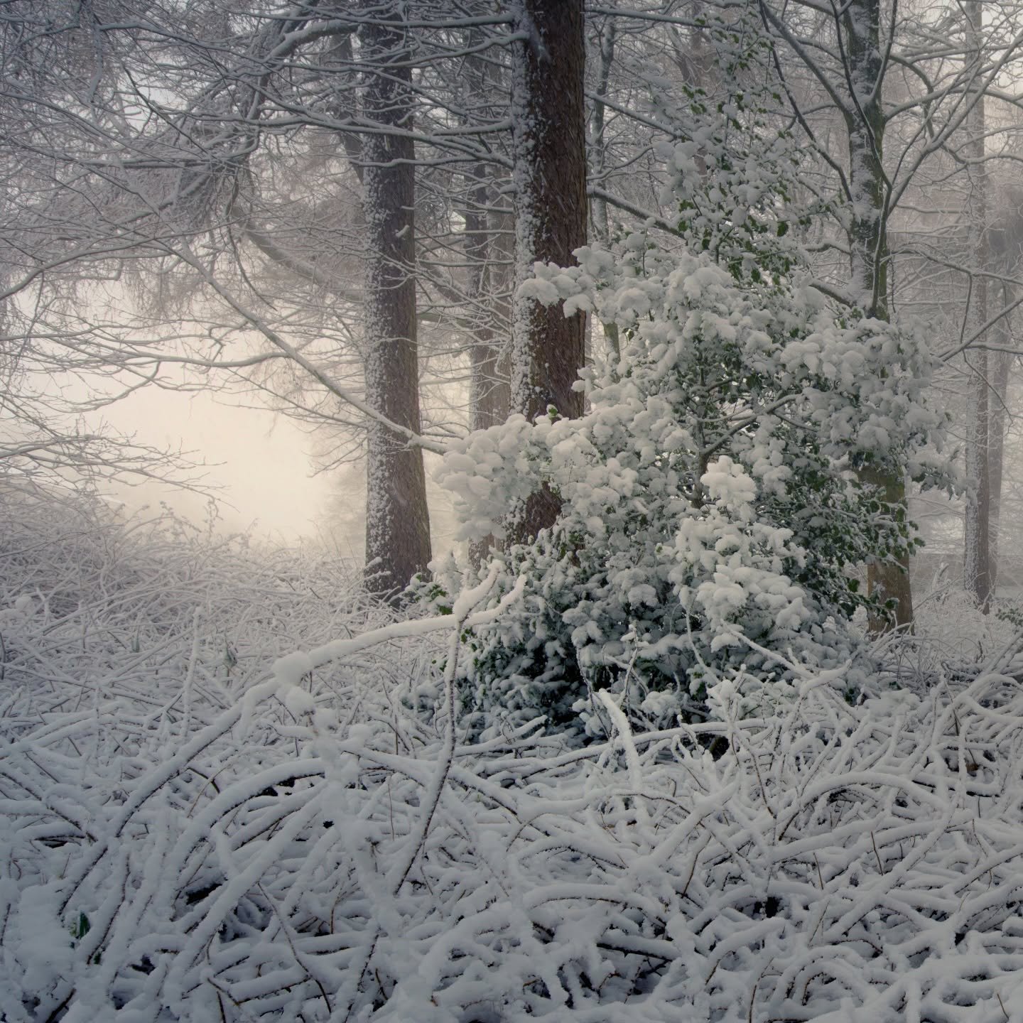 There&rsquo;s a special kind of silence that only comes with heavy snow. 
There is nothing quite like it. Now, I wait for the next one&hellip;

#ilkley #yorkshire #winterwonderland #excellent_britain #woodlandsofbritain