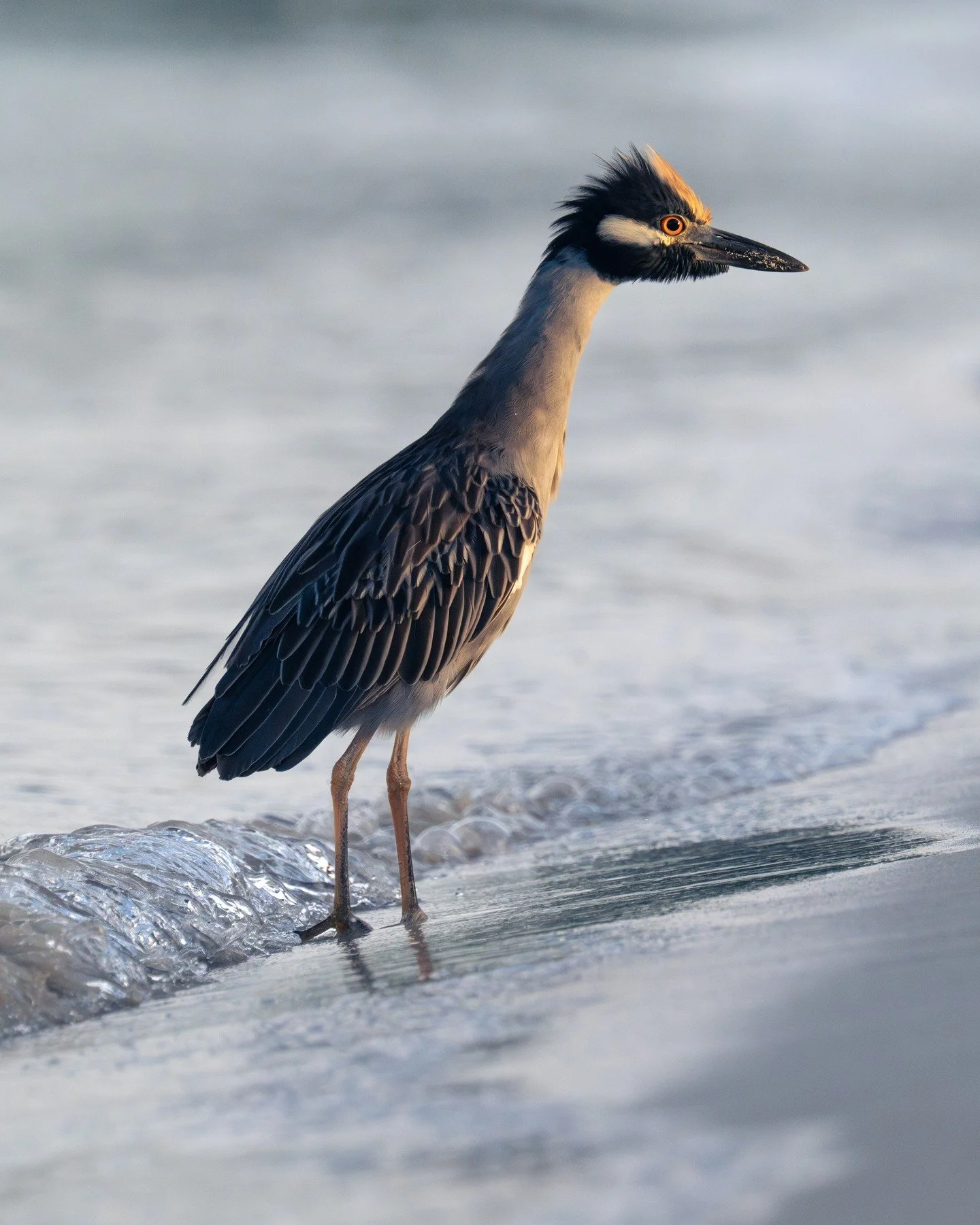 Some say photography is a quiet hobby, but birding feels more like a sport to me. 
Spent some unforgettable time in Jamaica recently, putting my camera (and my reflexes) to the test. 
50+ new species added to the life list!
Swipe through to see a few