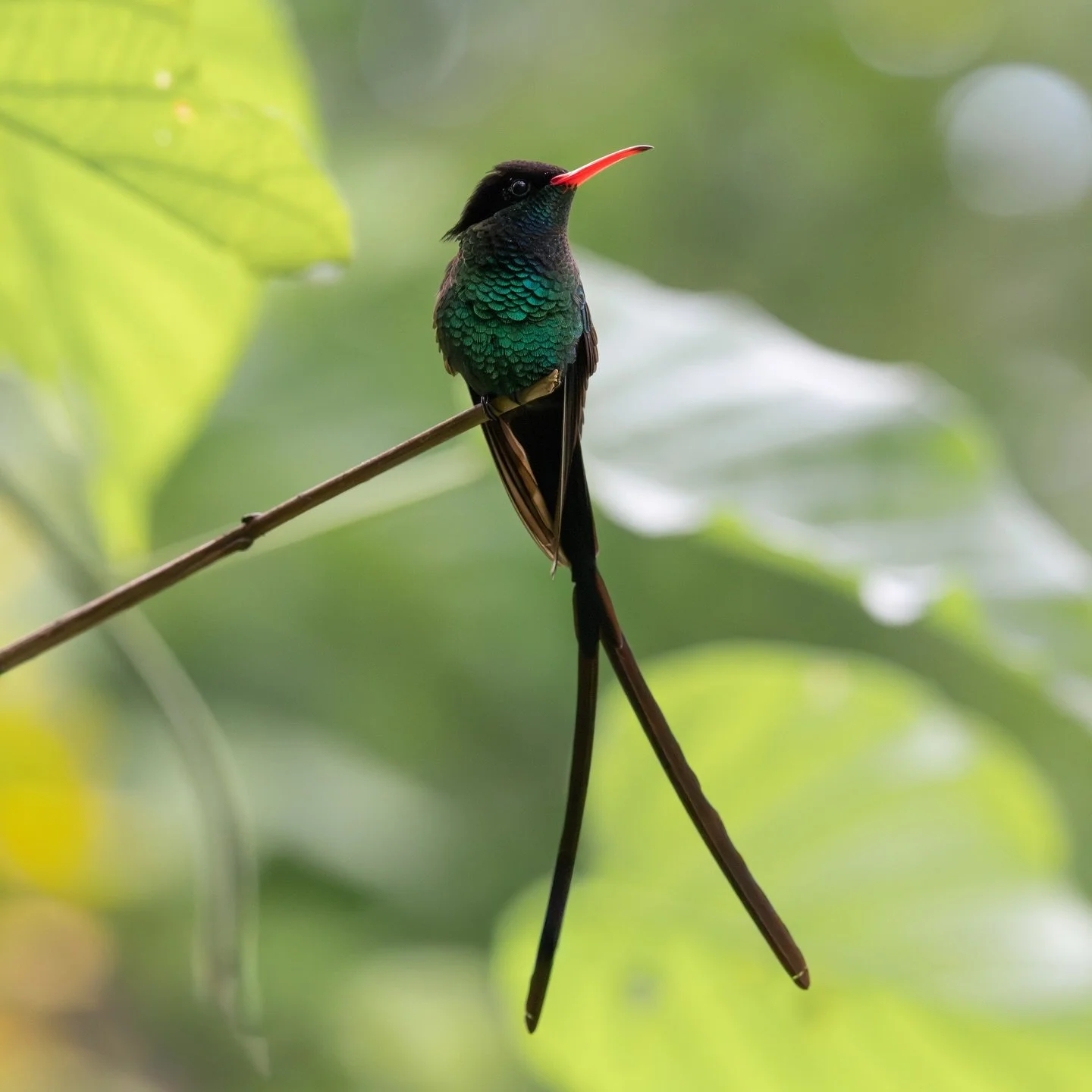 I love Jamaican hummingbirds. 
They aren&rsquo;t just birds; they are flying jewels. The Red-billed Streamertail, also known as &ldquo;Doctor Bird&rdquo;, is a stunning species endemic to Jamaica, meaning you won&rsquo;t find them anywhere else in th