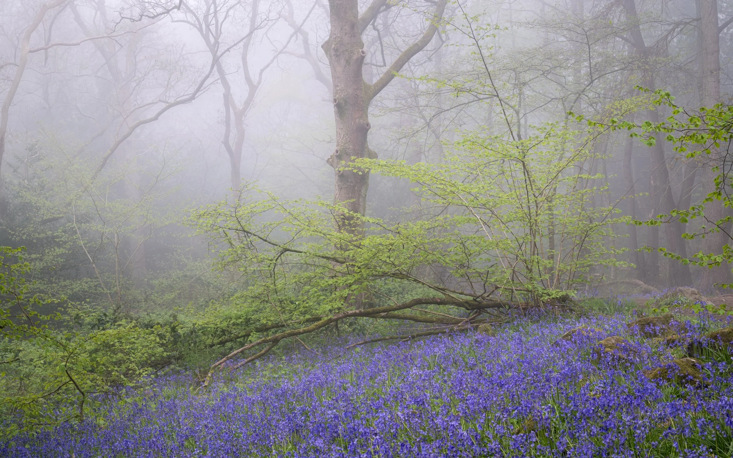 I deeply value the rare moments when the mist and bluebells align. It&rsquo;s an ethereal harmony that I never take for granted. Always enjoy this season in my local woods. 
#Wharfedale #YorkshireDales #VisitYorkshire #YorkshirePhotography #NorthYork