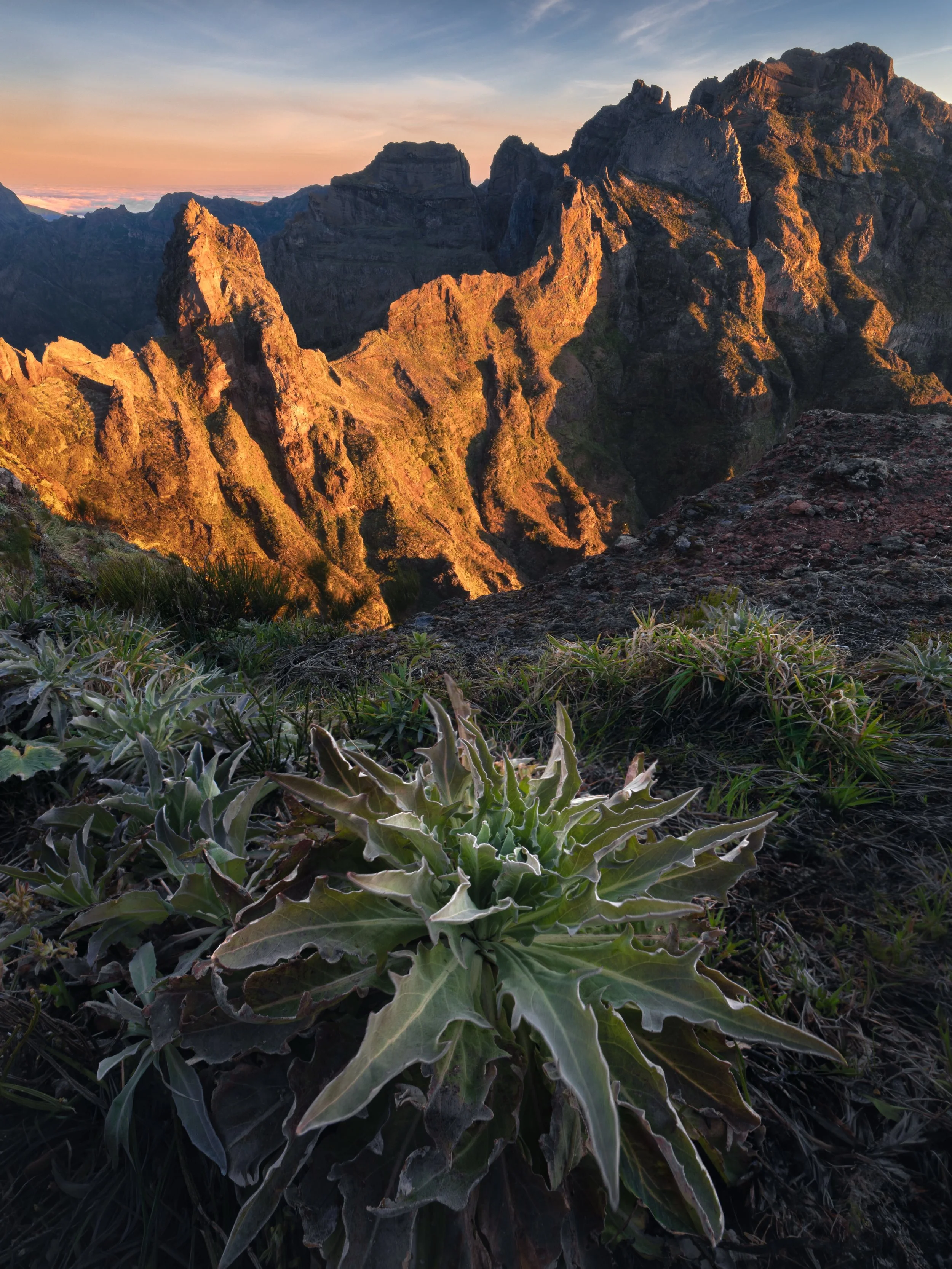 Sunrise at Pico do Areeiro, Madeira 
 This landscape feels beautifully wild and sharp. The rocky ridges, deep shadows and those spiky plants around the trail. The first light slowly touching the mountains made the whole place feel even more dramatic.