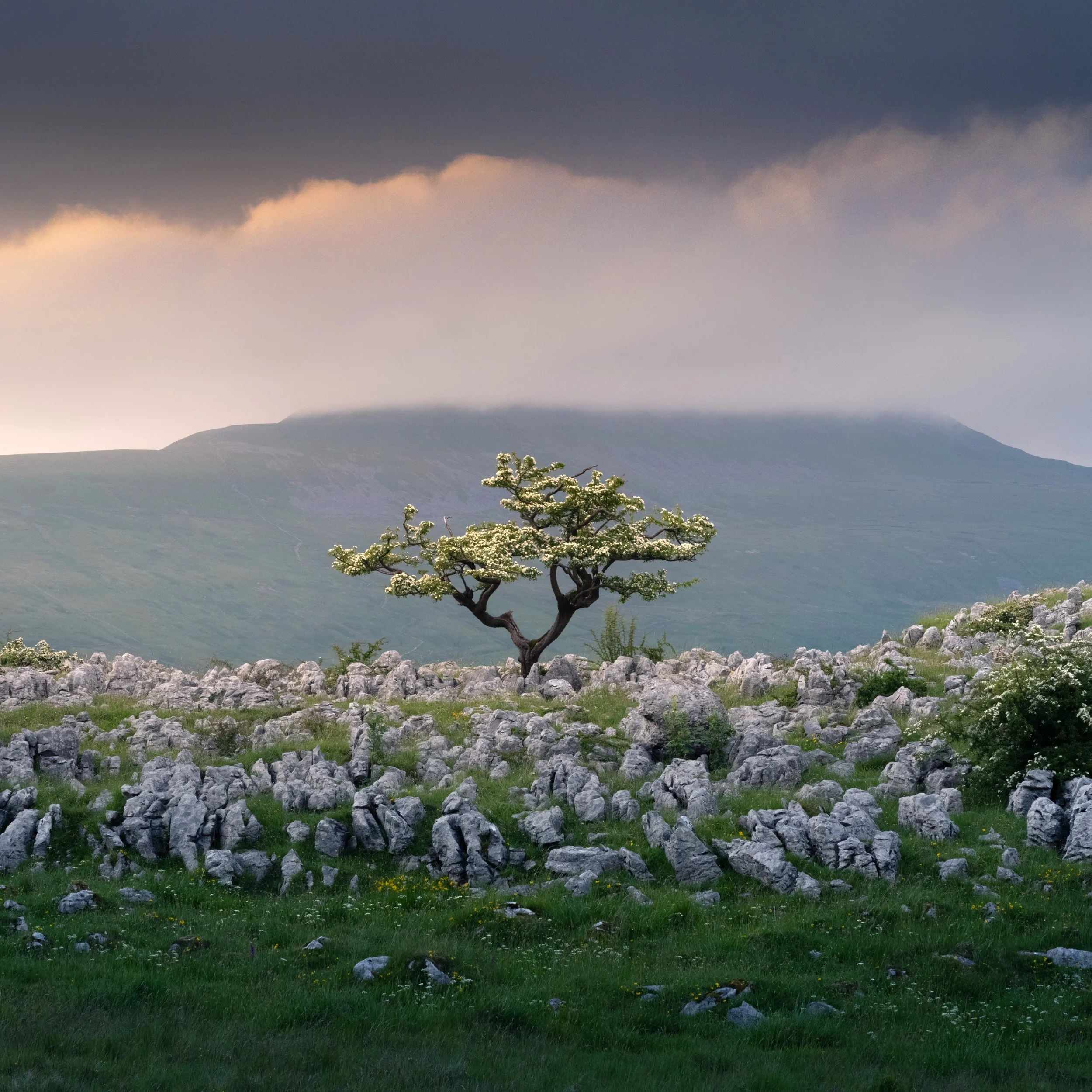 Just a few seconds of sunset light before the storm clouds moved in - pure Yorkshire drama. Here is a simple, centred composition to let its character lead the way against the rugged limestone. 

#Ingleborough #YorkshireDales #LoneTree #NikonZ8 #York