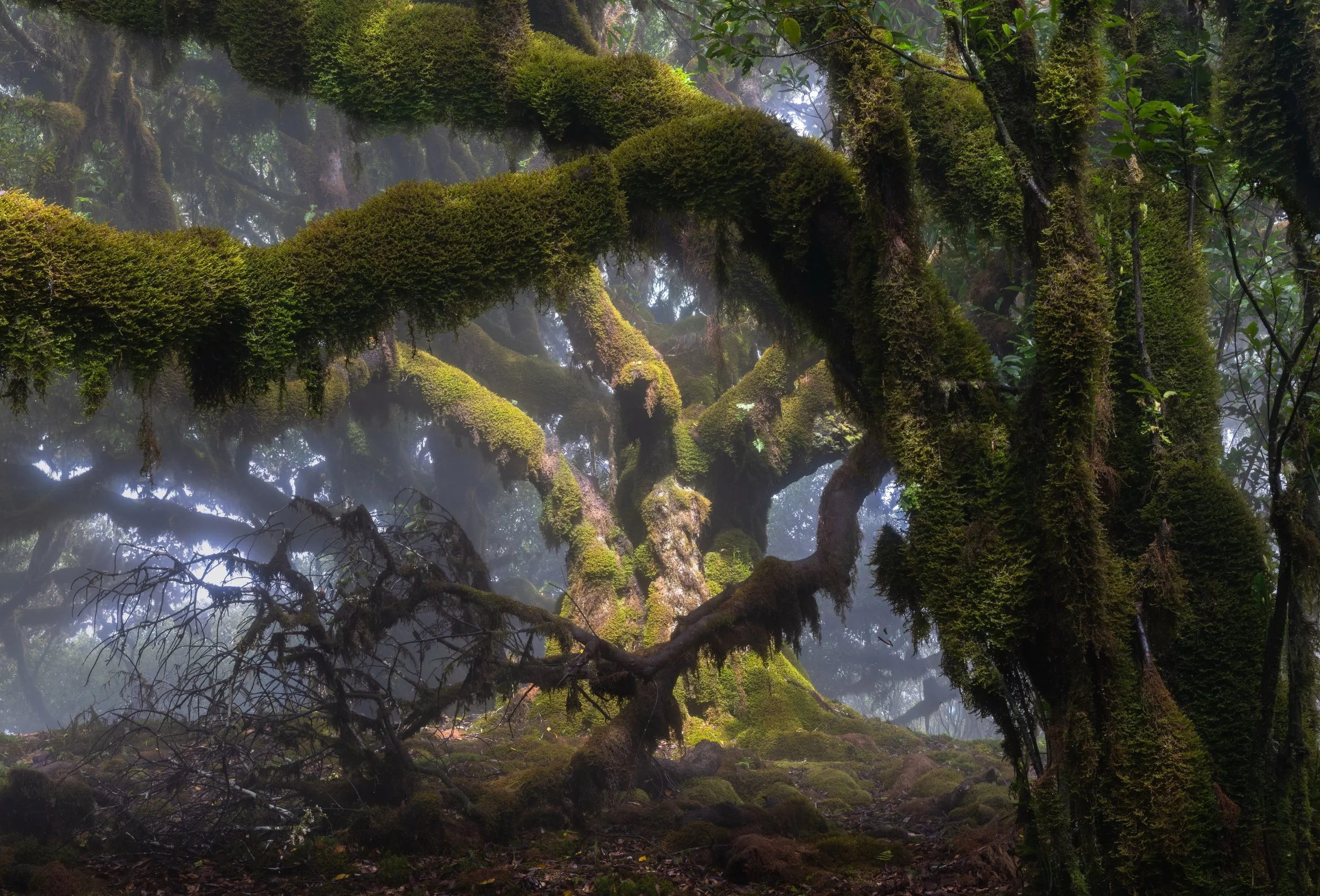 After visiting the central area of Fanal, I found its surroundings just as fascinating to explore. I completely lost track of time there, discovering graceful, ancient trees around every corner. The mist was coming in and out, so it turned into a sur