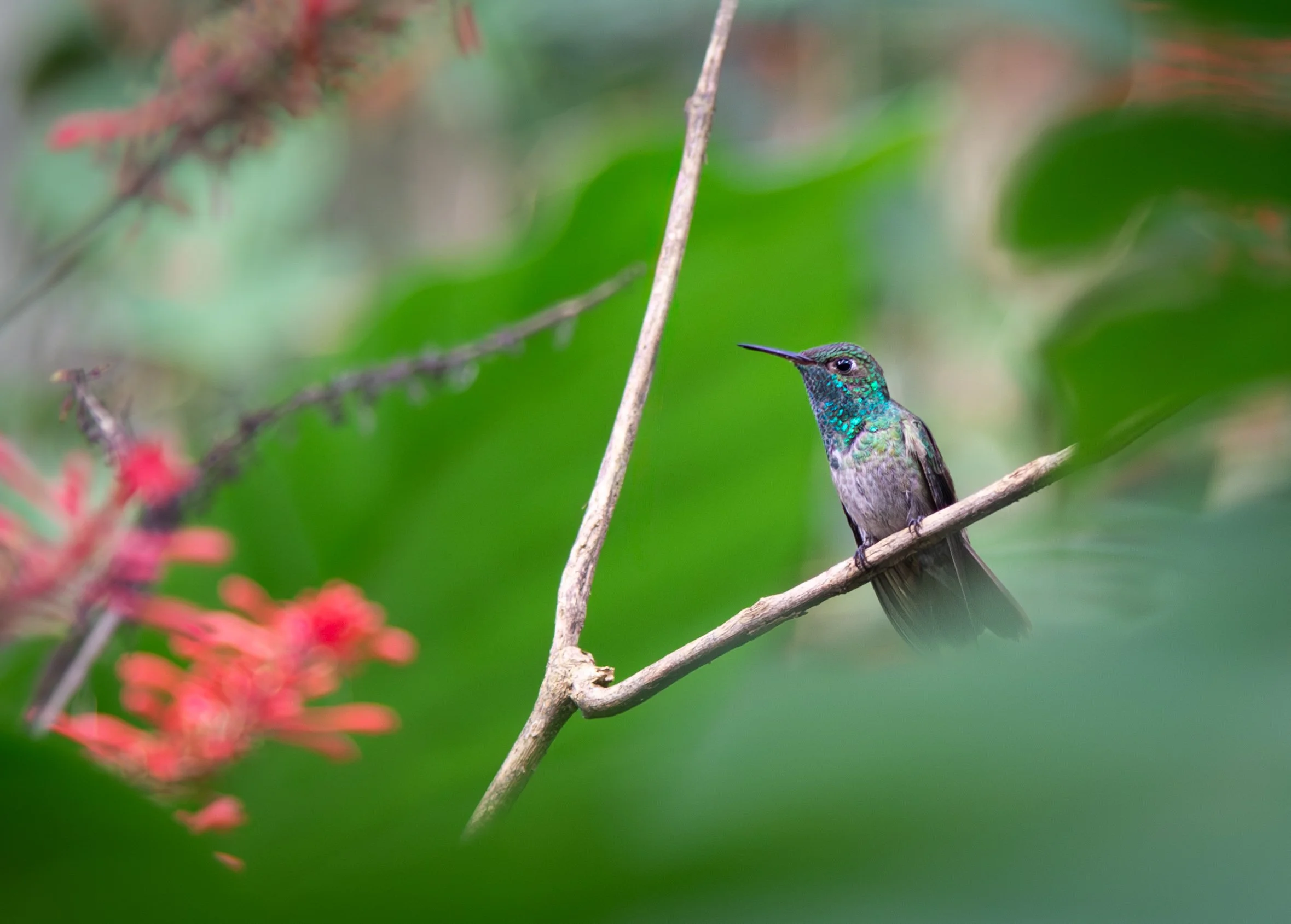 016 Versicolored Emerald 1.jpg