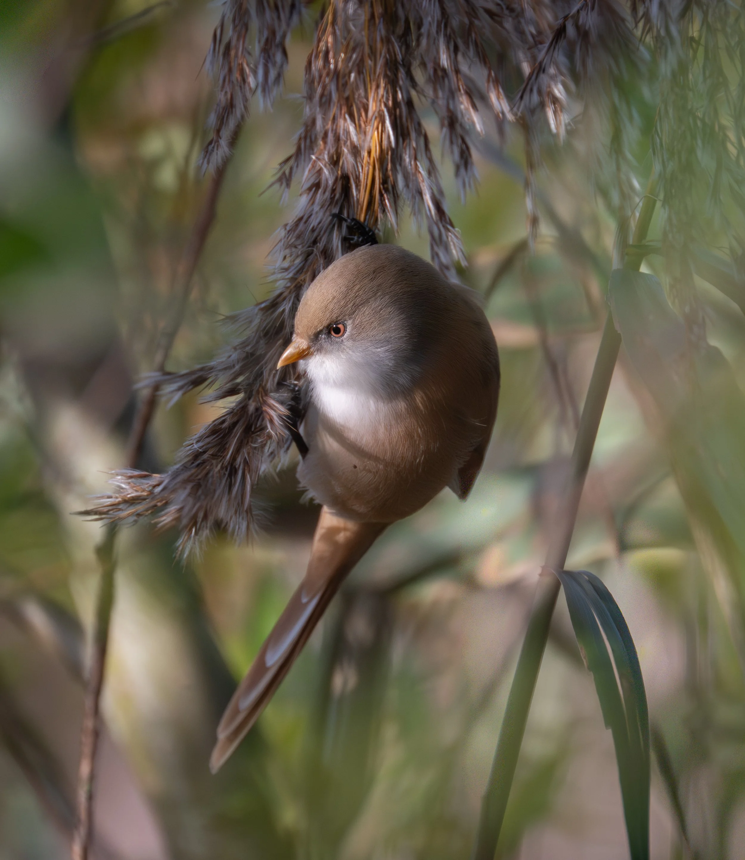 120 Bearded reedling F2.jpg
