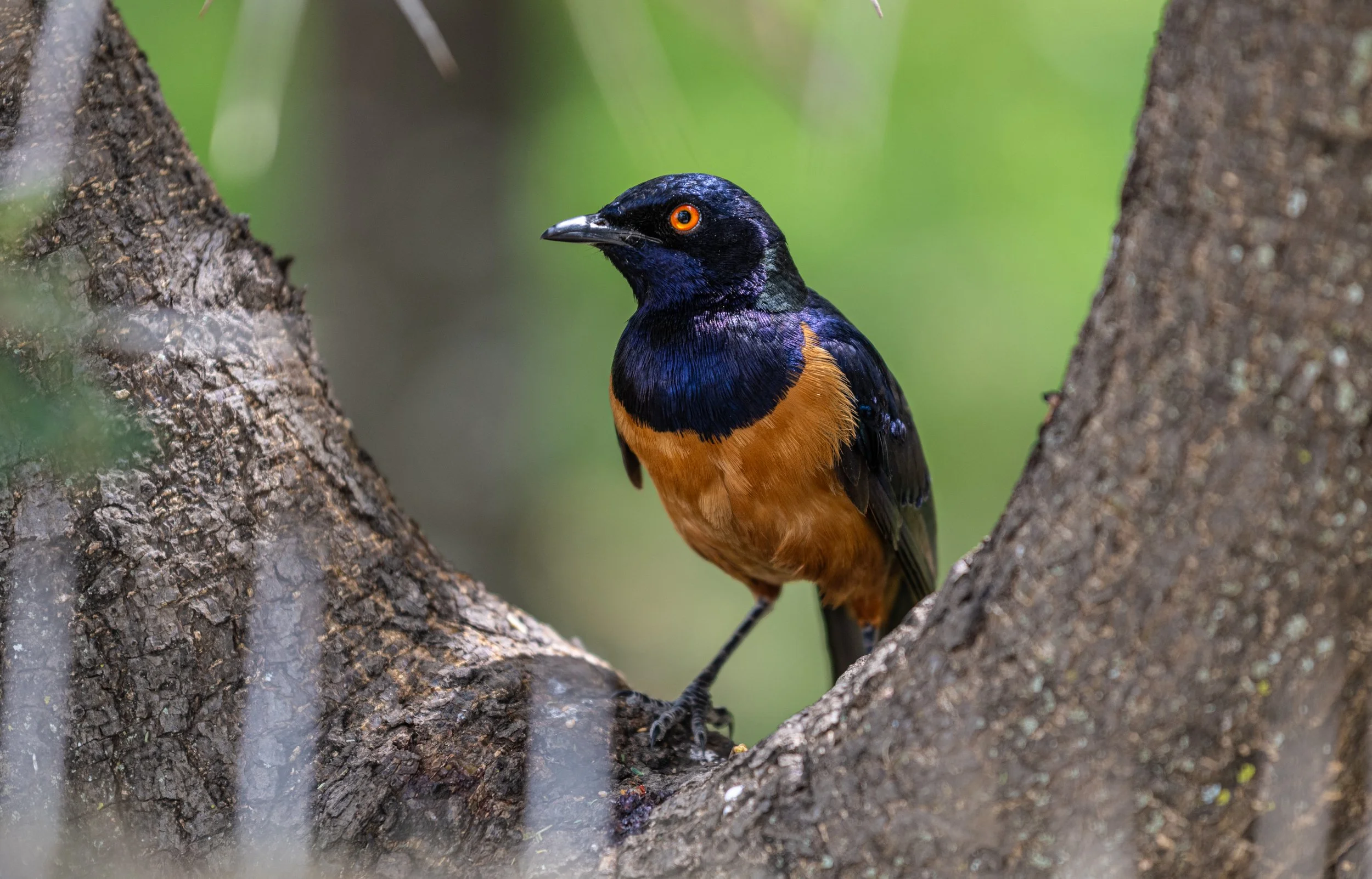 028 Hildebrandt's starling 01.jpg
