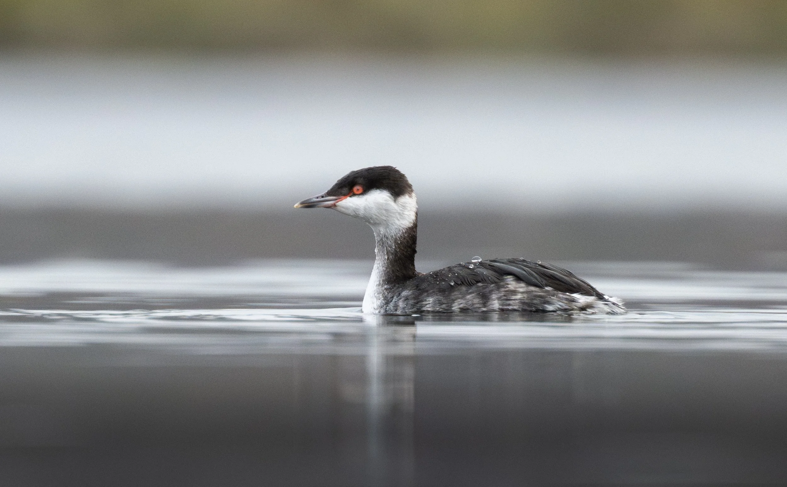 158 Slavonian Grebe 1.jpg