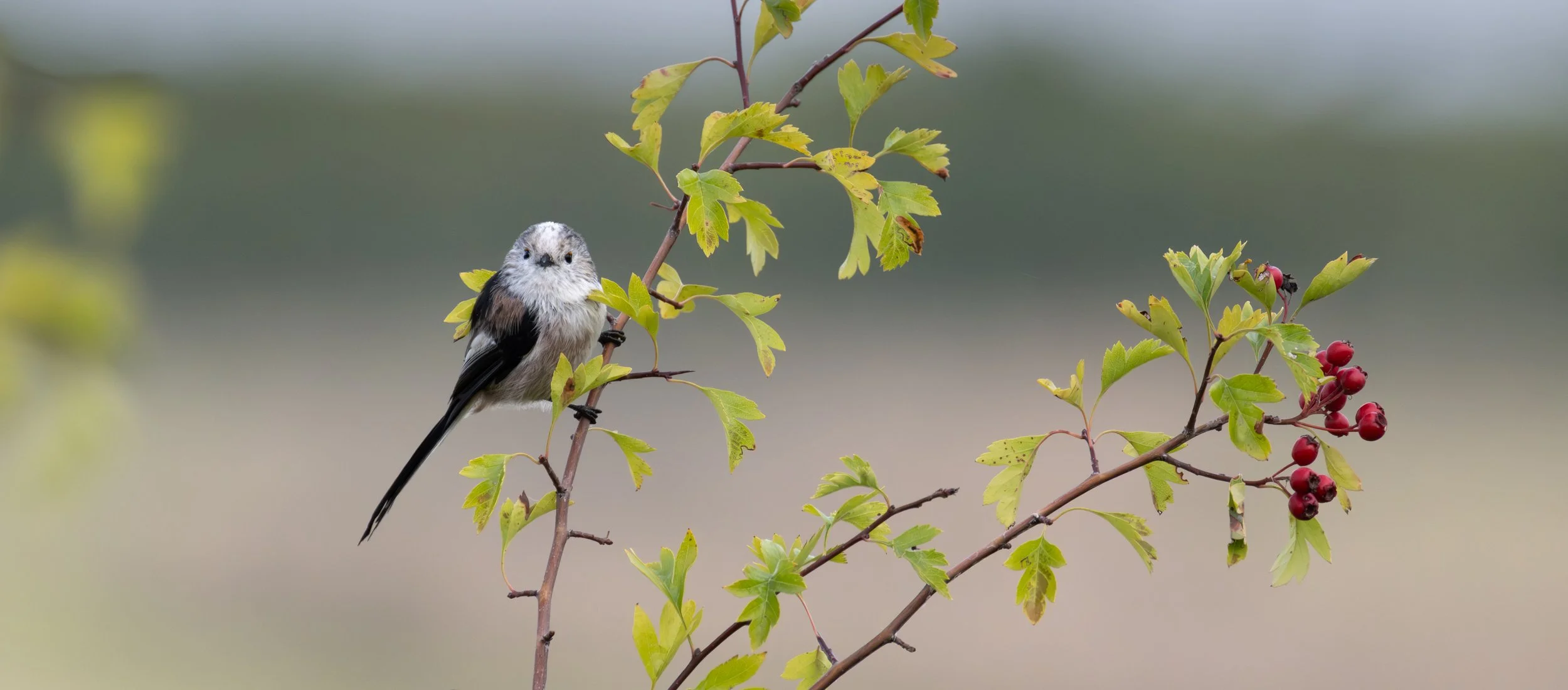 114 Long-tailed tit 4.jpg