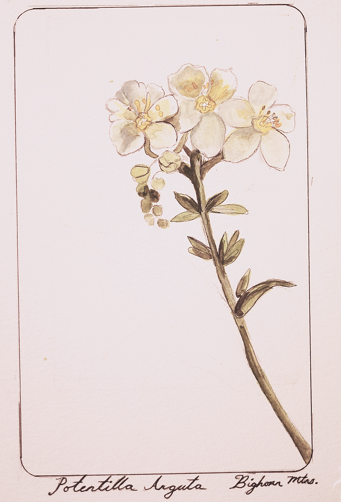 Hand-drawn botanical illustration of a Potentilla Augusta flower with cream-colored petals and yellow stamens, including a few green leaves and buds on the stem.