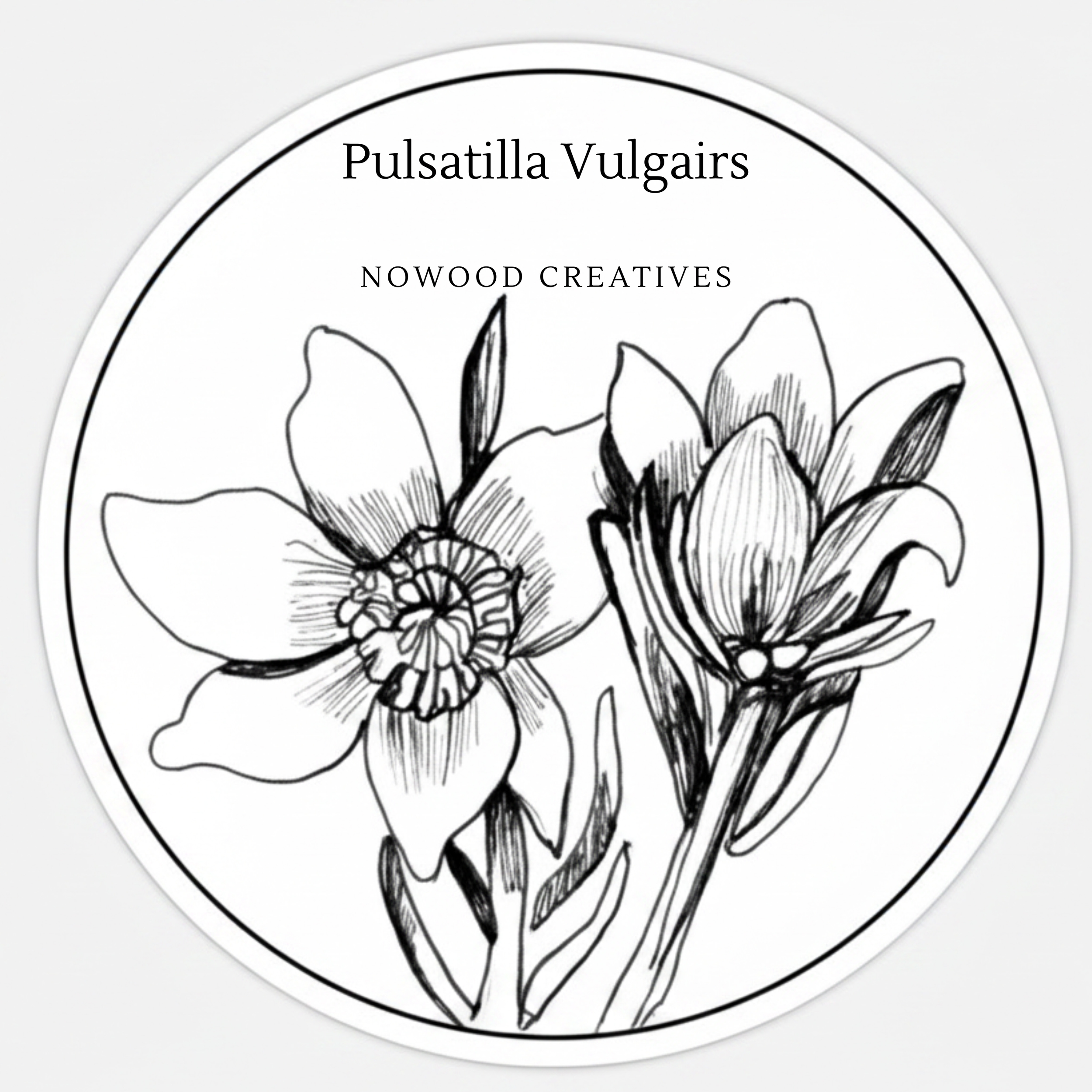 Black and white illustration of a flower on a circular background with text 'Pulsatilla Vulgairs' and 'NOWOOD CREATIVES'