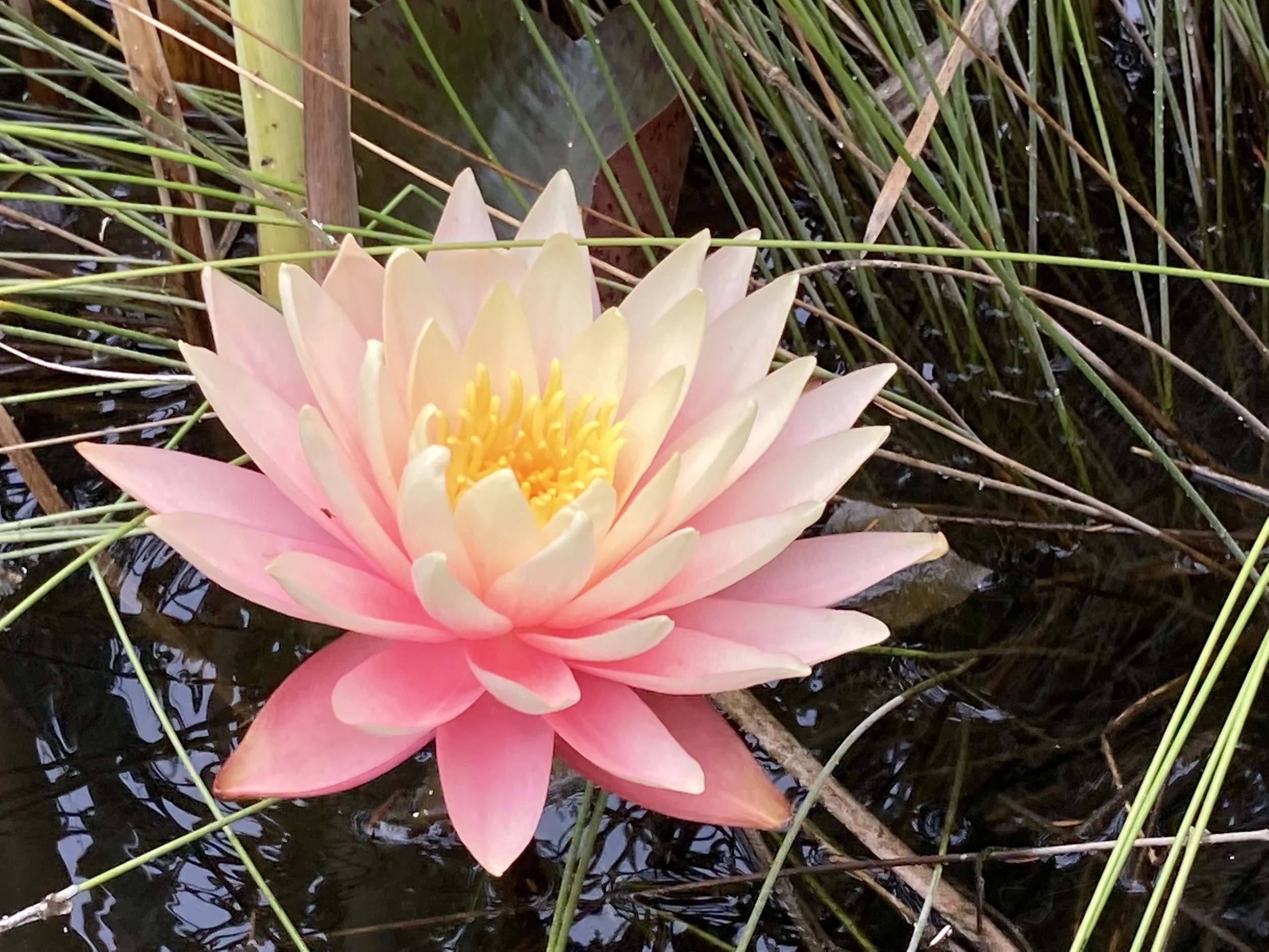 Yoga Summer Camp on Whidbey Island
