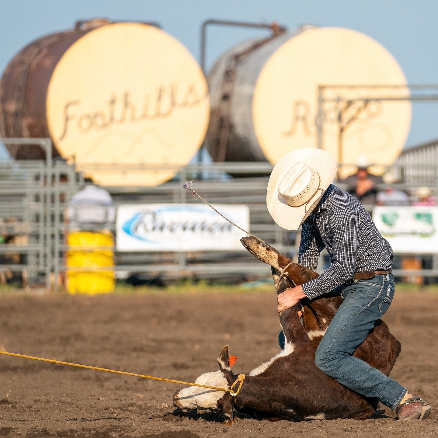 Wessington Springs this weekend for the Foothills Rodeo 

Shot at the 2024 Foothills Rodeo 

#rodeo #tiedownroping #tiedown #cowboy #rodeotime #rodeophotography #rodeowrecks #cowboylife