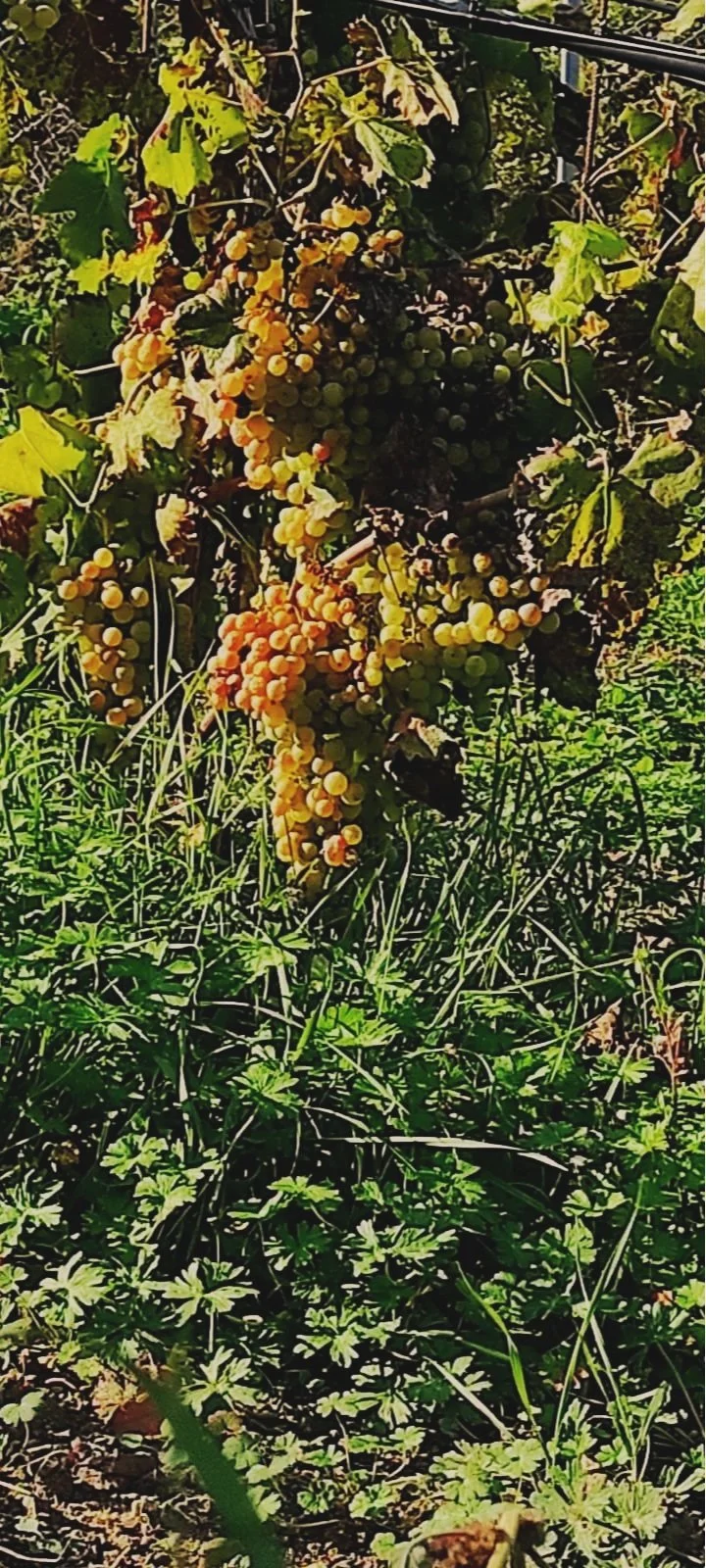 Raccolta di uva matura su pianta rampicante con foglie verdi.