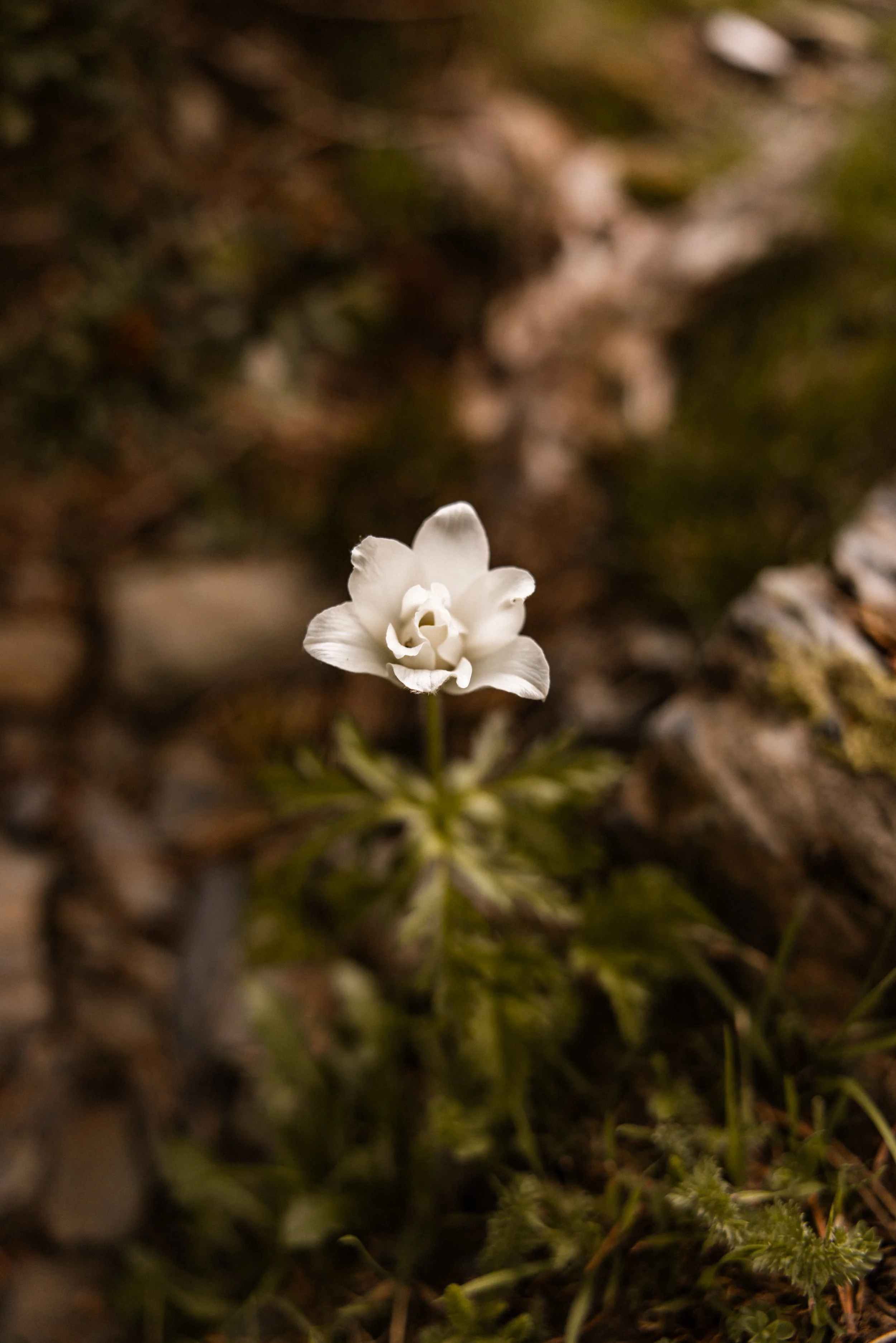 Passaran-randonnee-pyrenees2445.jpg