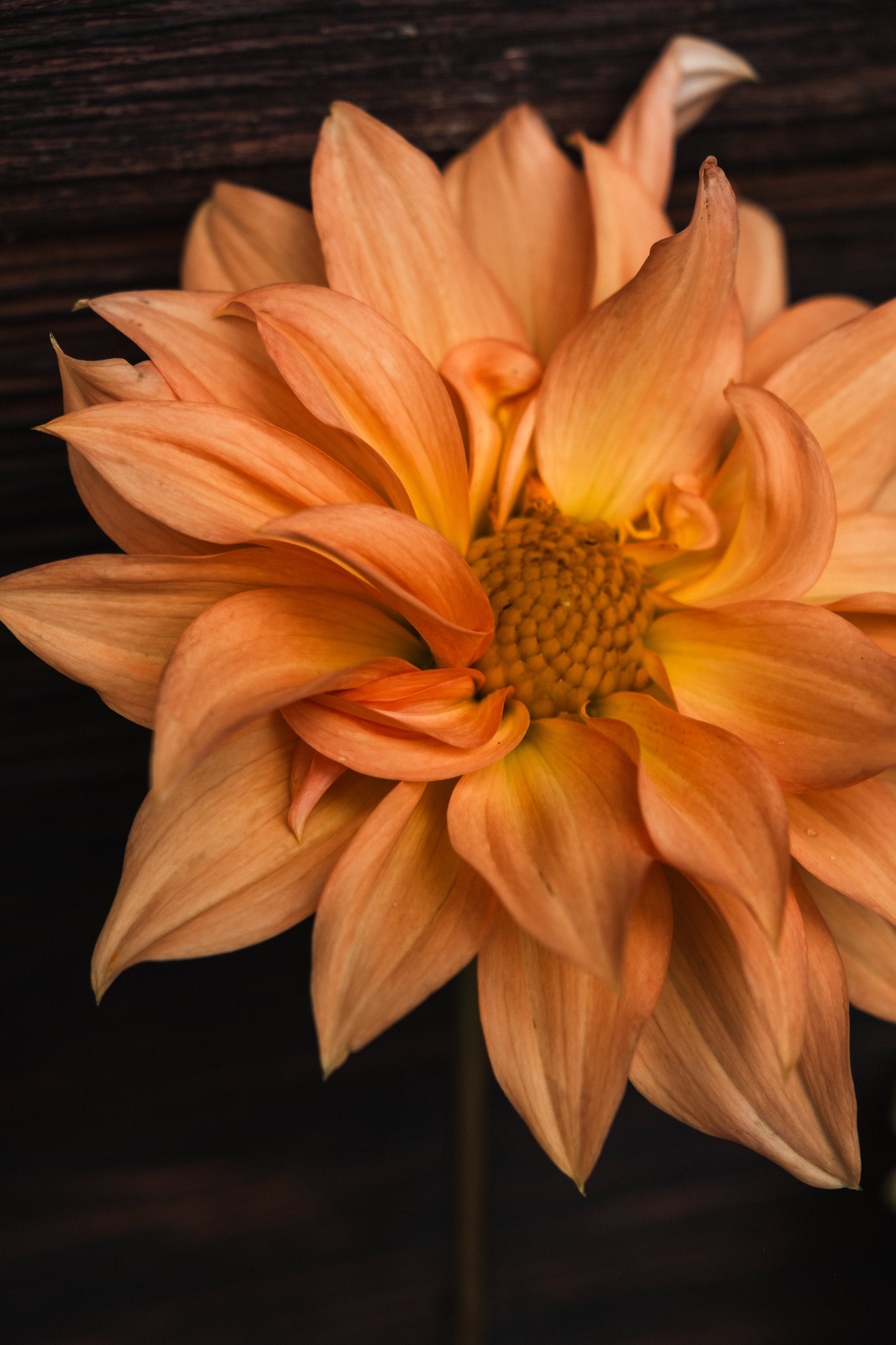 DSCF4994.jpg