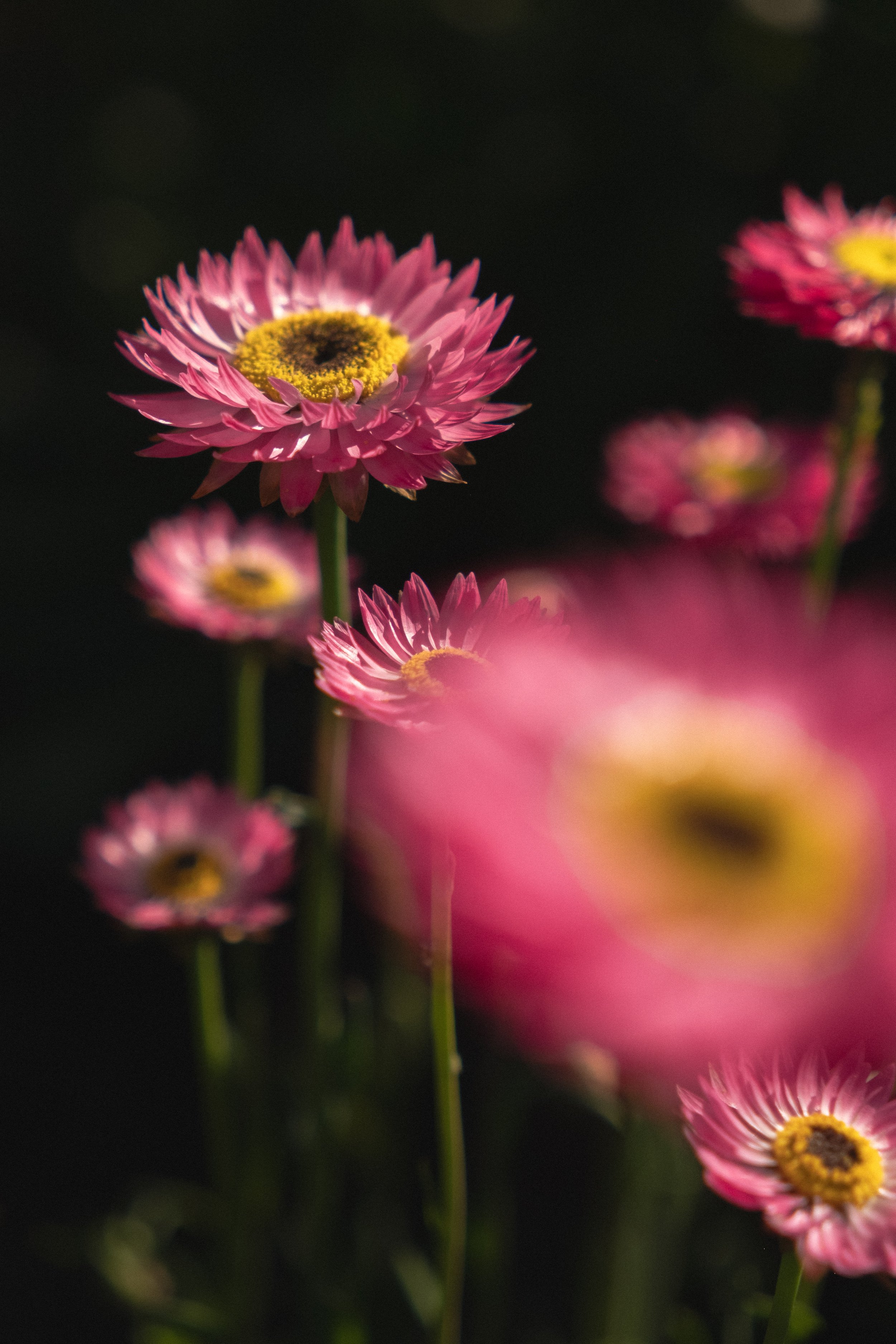 DSCF3515.jpg
