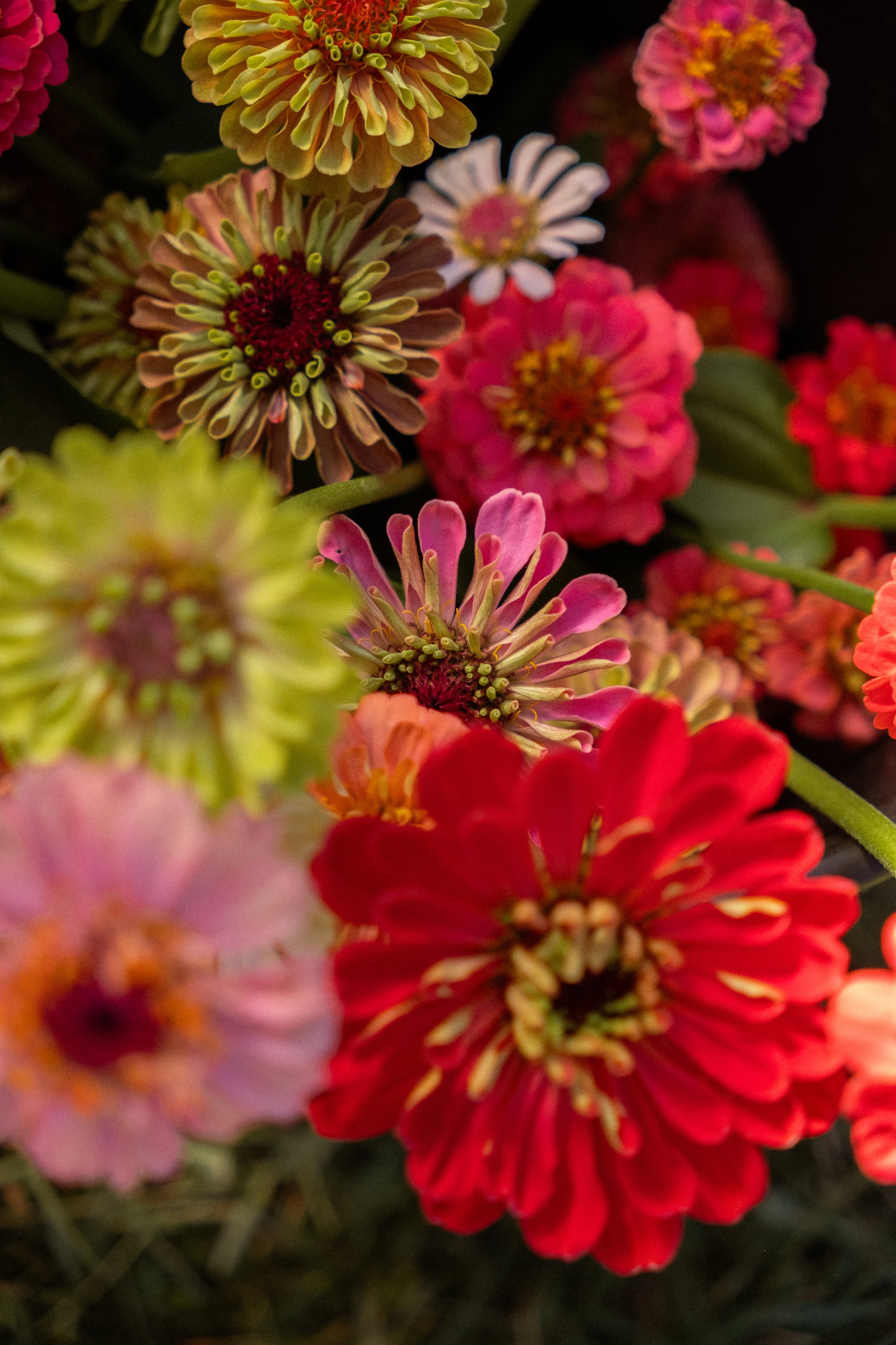 DSCF4488.jpg