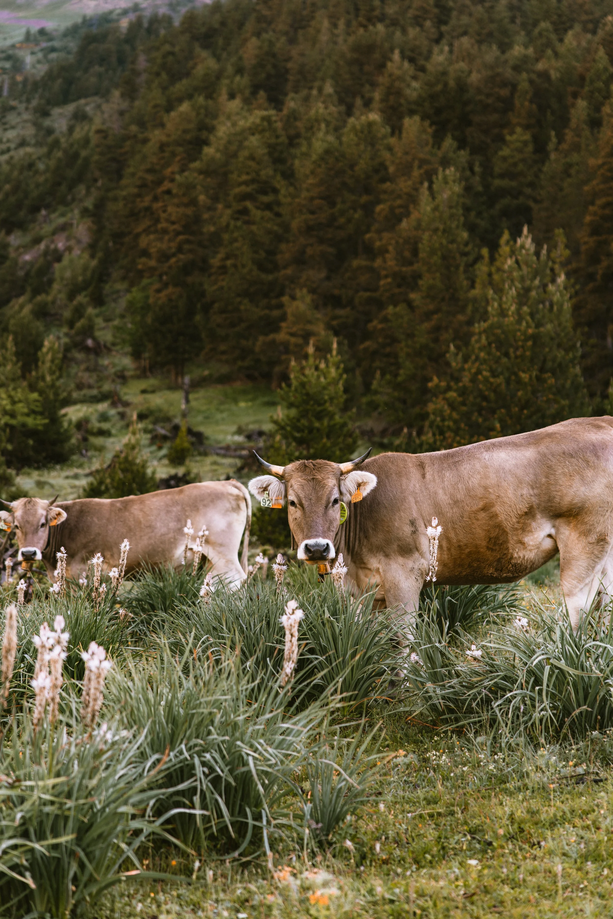 Passaran-randonnee-pyrenees2584.jpg