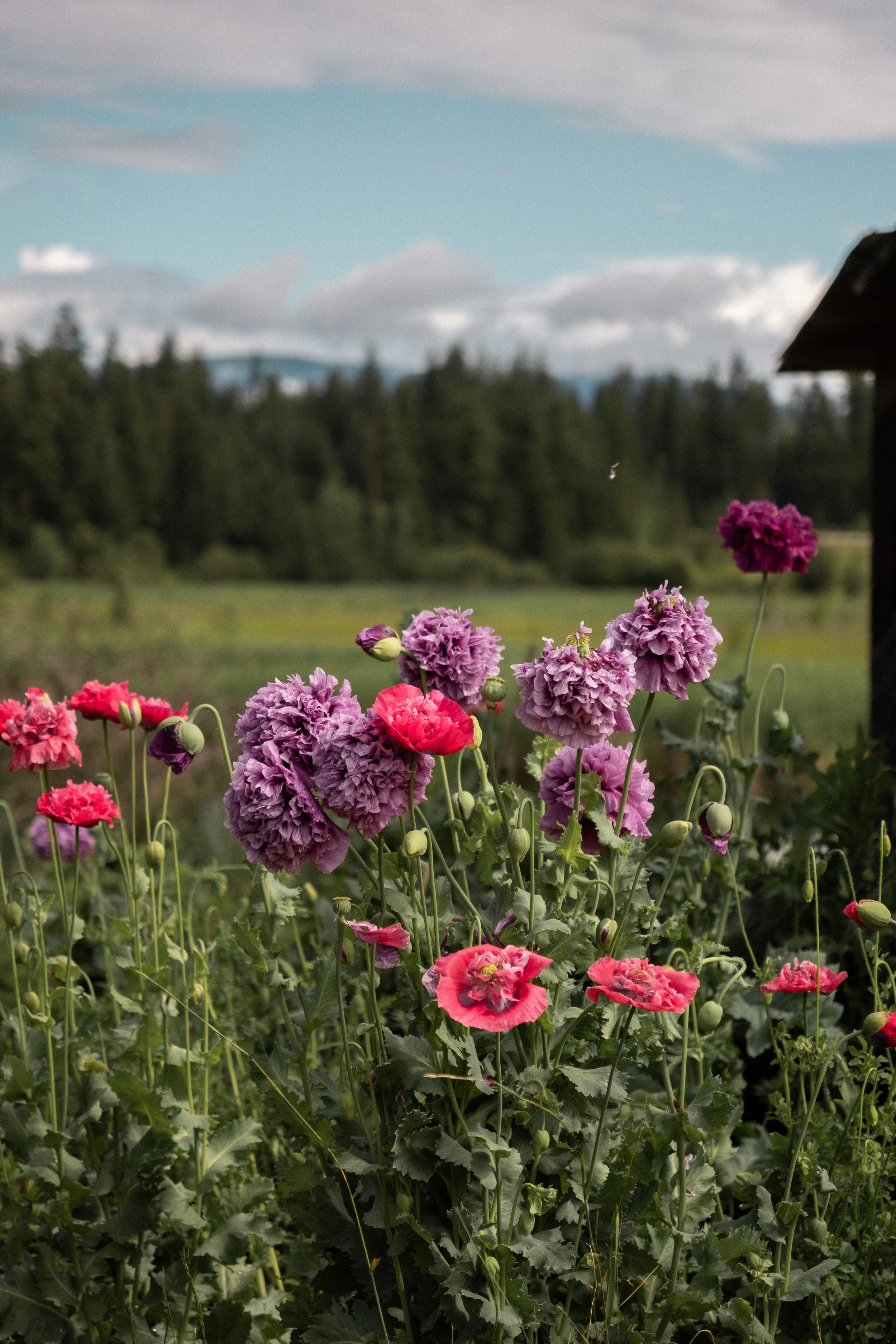 DSCF3117.jpg