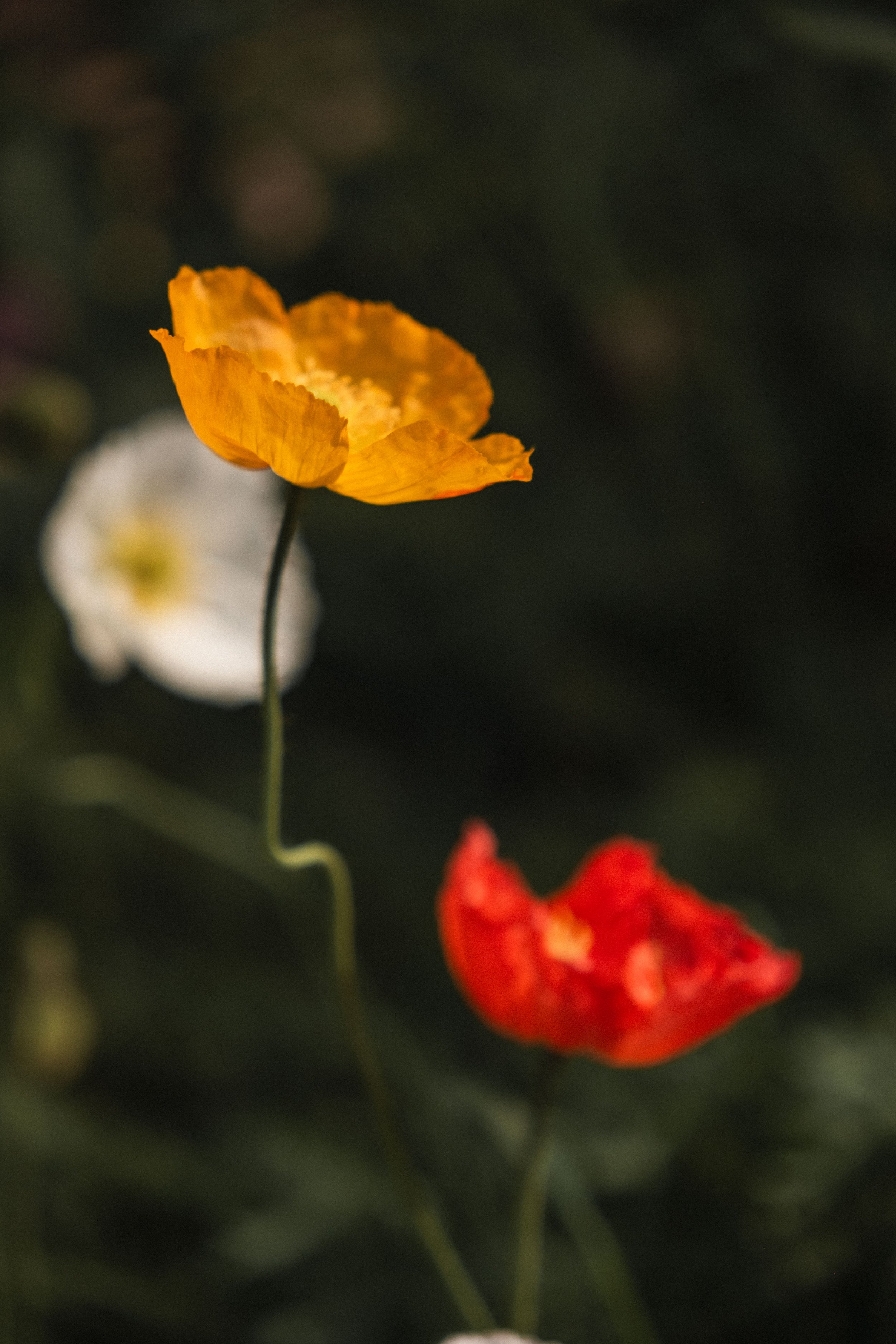 DSCF3695.jpg